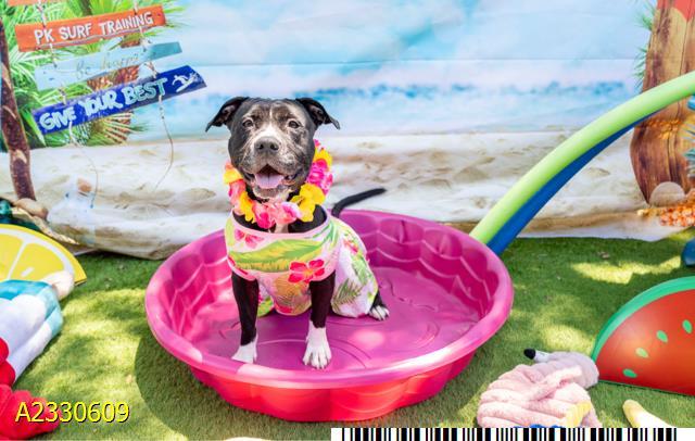 Enlarge REINA, a Adoptable Mixed Breed in West Palm Beach, FL image 1/1