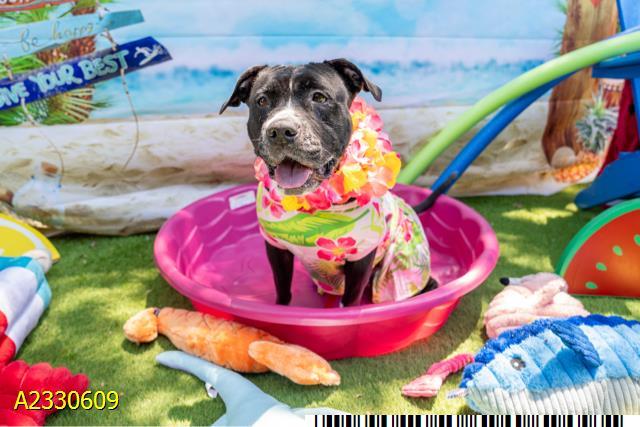 REINA, Adoptable, Adult Female Mixed Breed.
