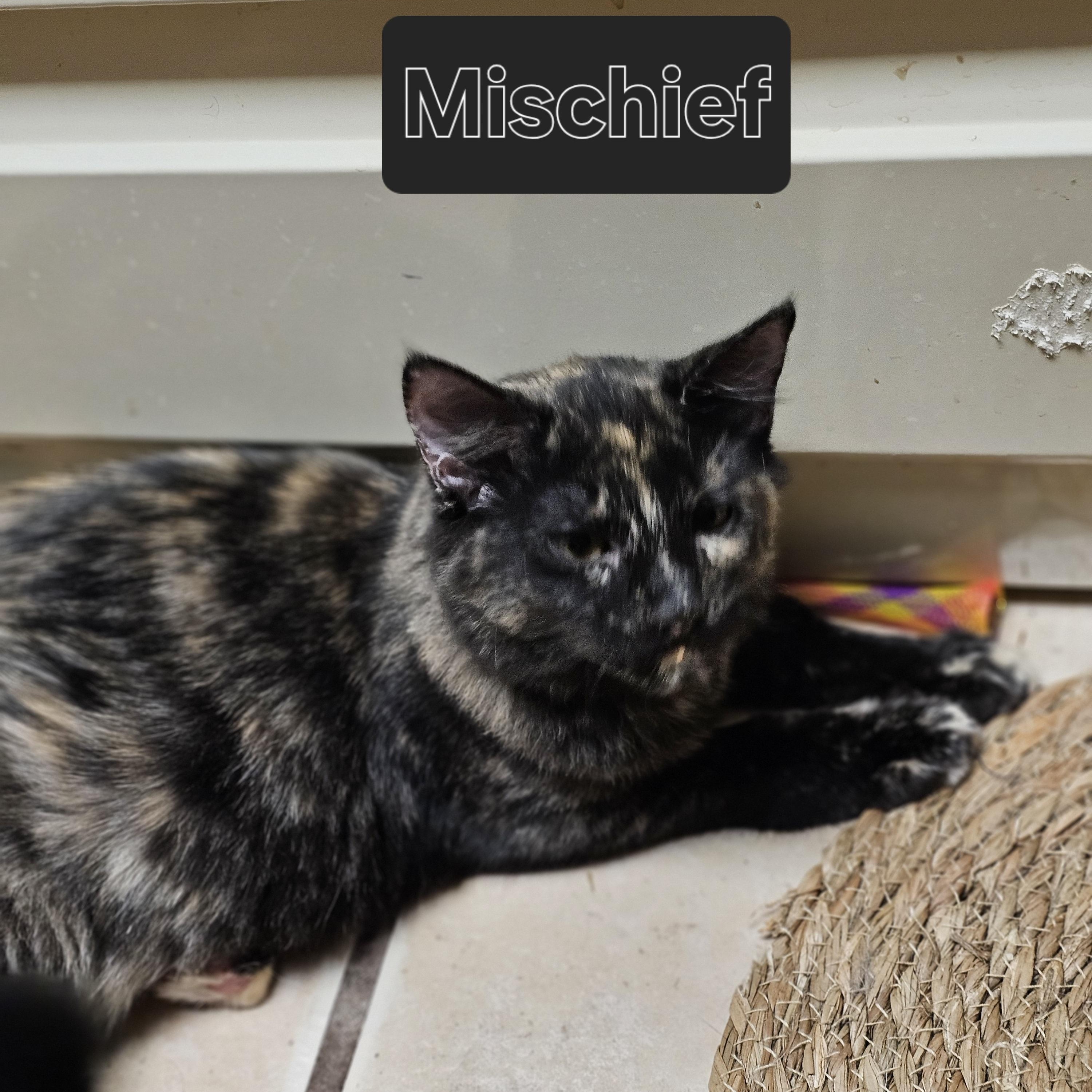 Enlarge Mischief, a Adoptable Domestic Short Hair in Fort Worth, TX image 1/1