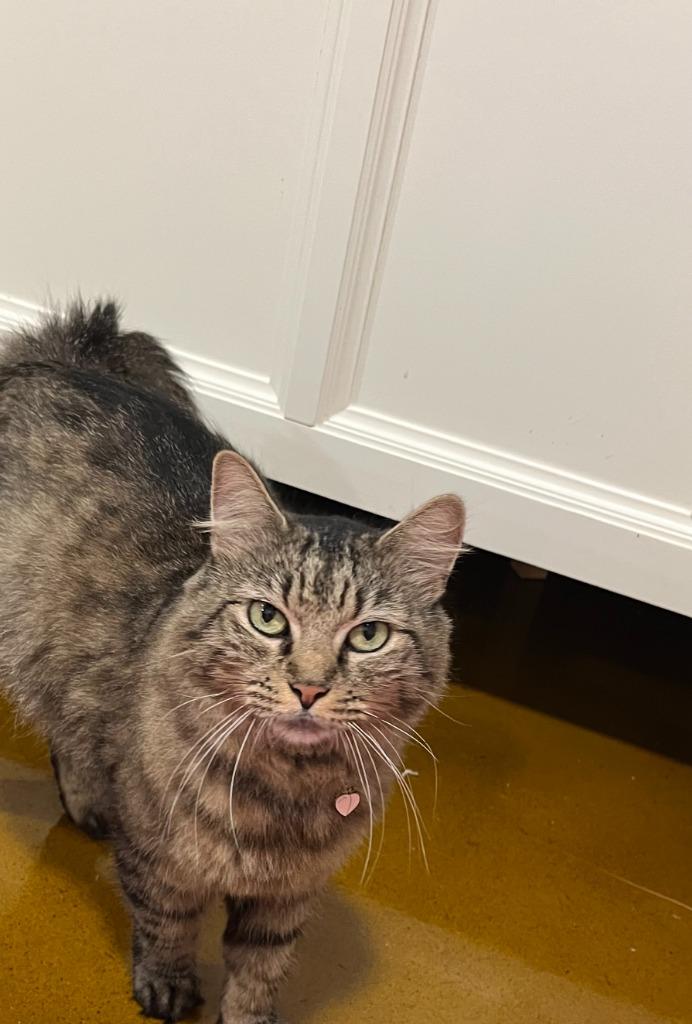 Enlarge Mother Goose, a Adoptable mixed breed in Shawnee, KS image 2/5
