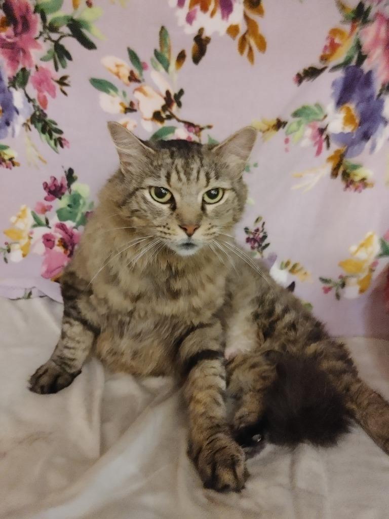 Enlarge Mother Goose, a Adoptable mixed breed in Shawnee, KS image 3/5