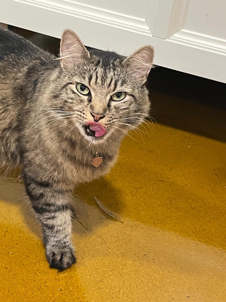 Enlarge Mother Goose, a Adoptable mixed breed in Shawnee, KS image 4/5
