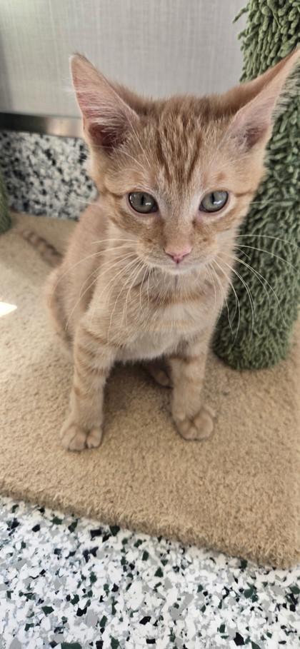 Enlarge Pink Lady, a Adoptable mixed breed in Fergus Falls, MN image 1/1