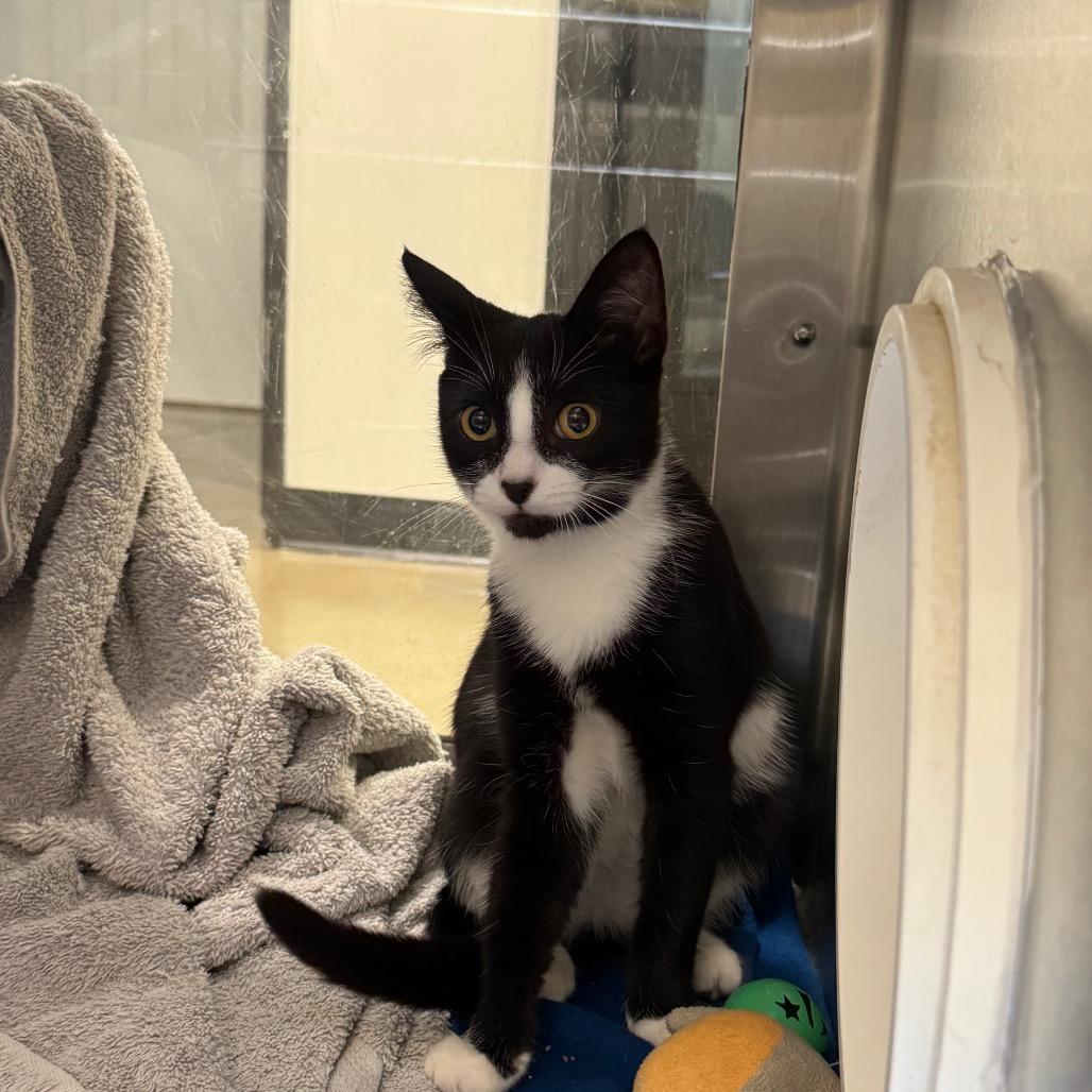 Enlarge Stack, a Adoptable Domestic Short Hair in York, PA image 2/3