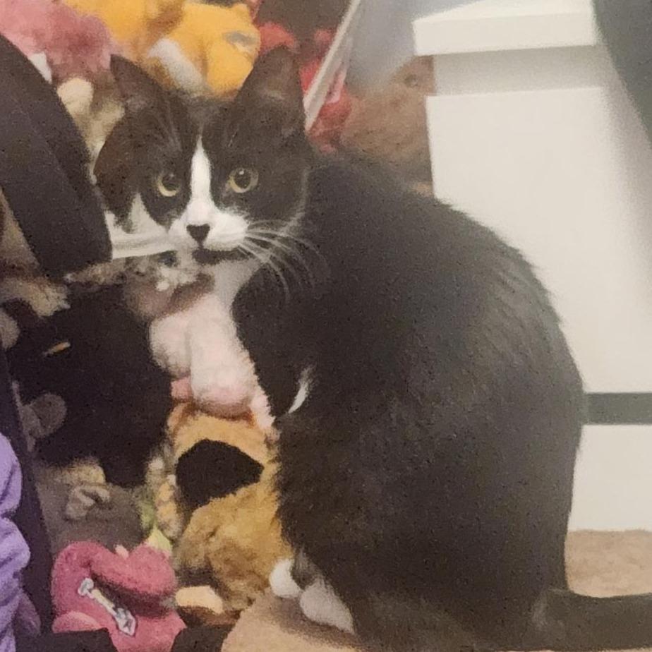 Enlarge Stack, a Adoptable Domestic Short Hair in York, PA image 3/3