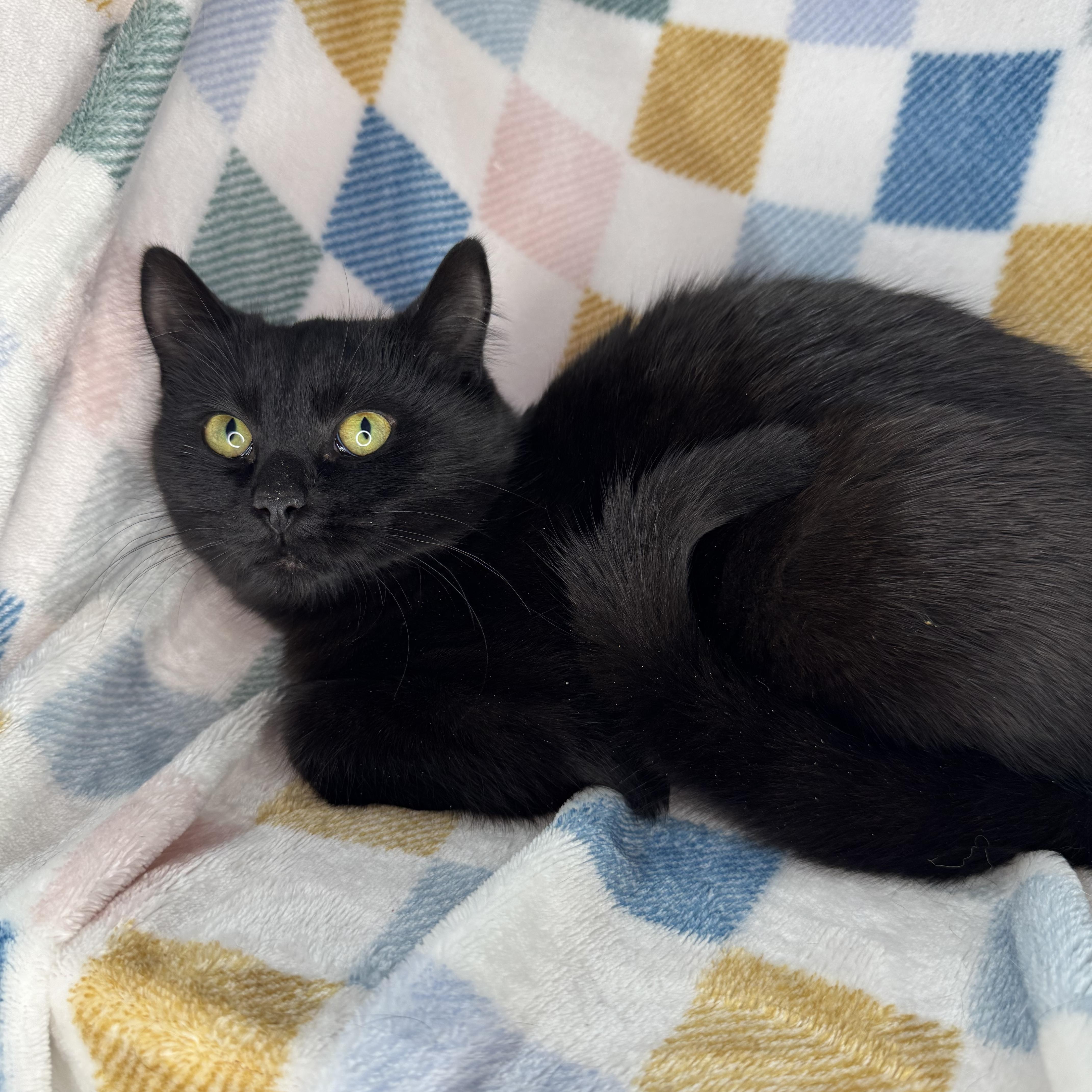 Enlarge Gerbi, a Adoptable mixed breed in Mount Vernon, IL image 3/6