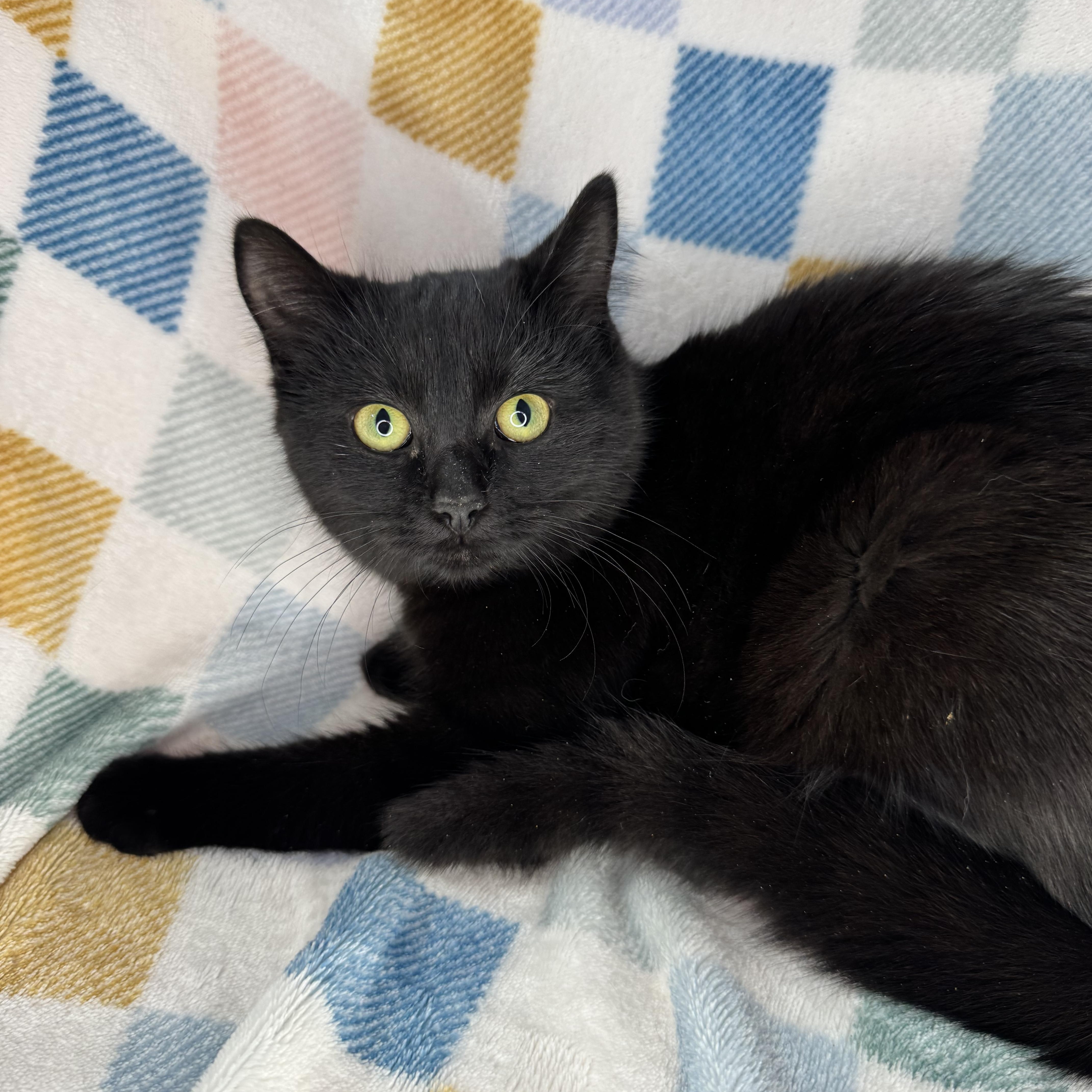 Gerbi, Adoptable, Young Female Bombay & Russian Blue.