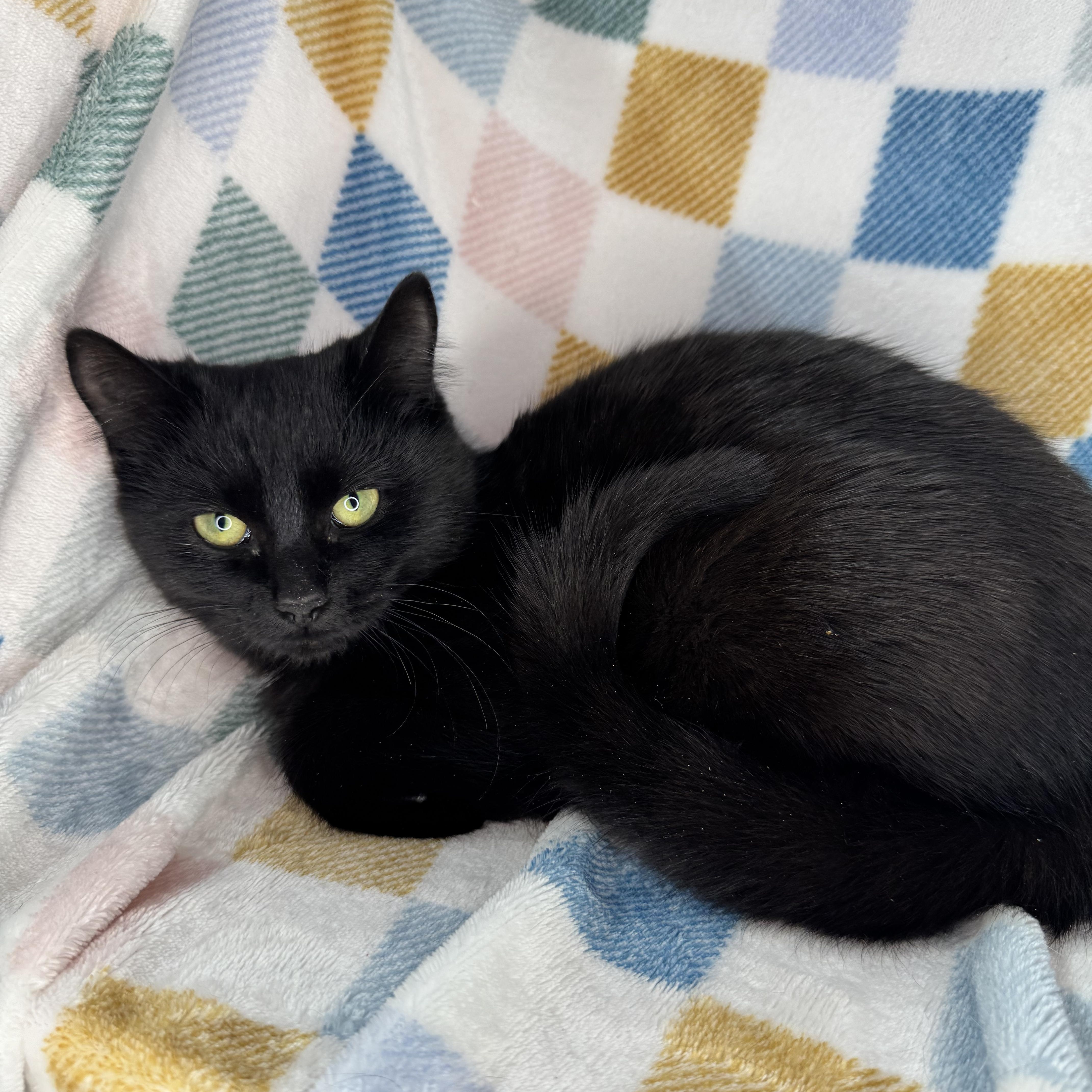 Enlarge Gerbi, a Adoptable mixed breed in Mount Vernon, IL image 4/6