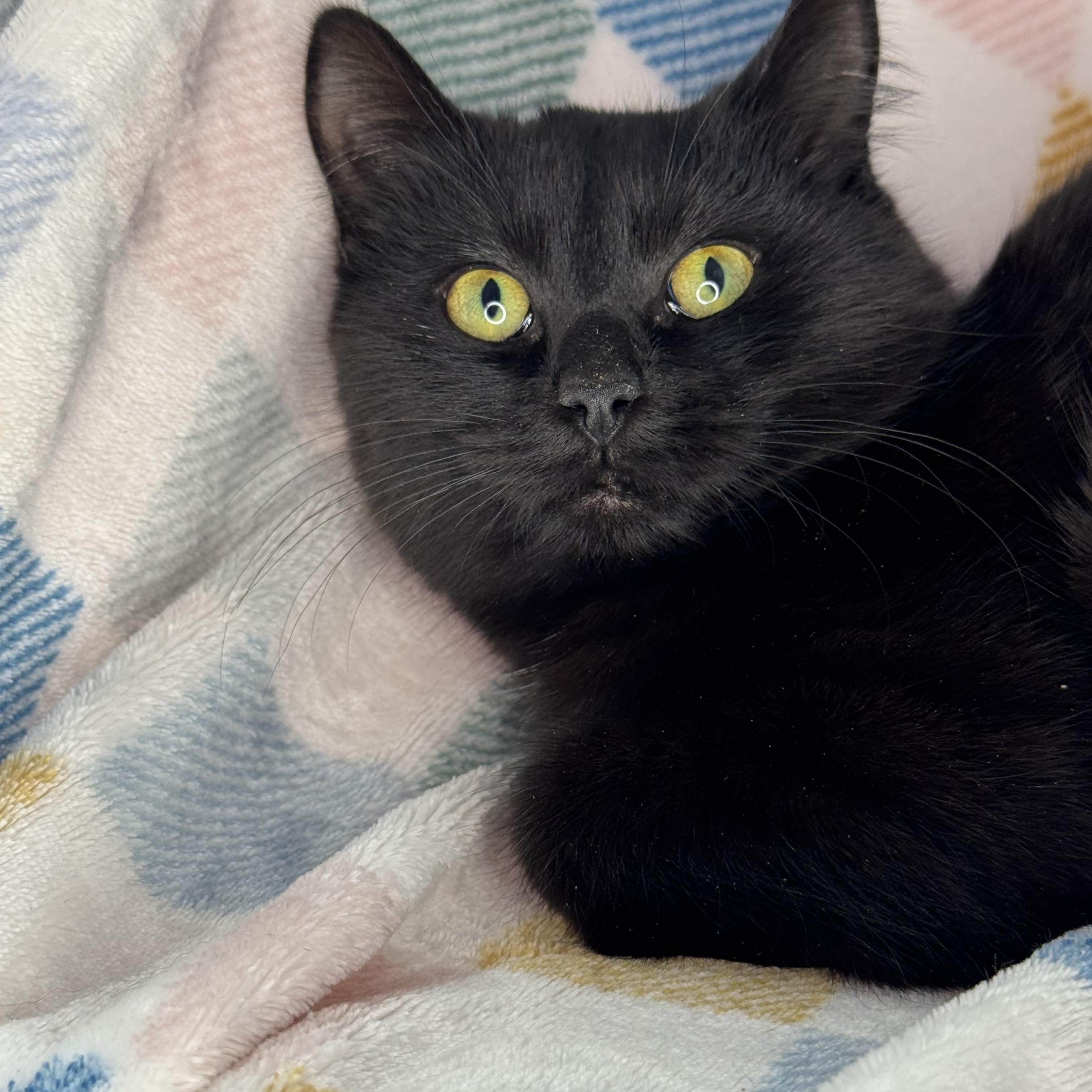 Enlarge Gerbi, a Adoptable mixed breed in Mount Vernon, IL image 2/6