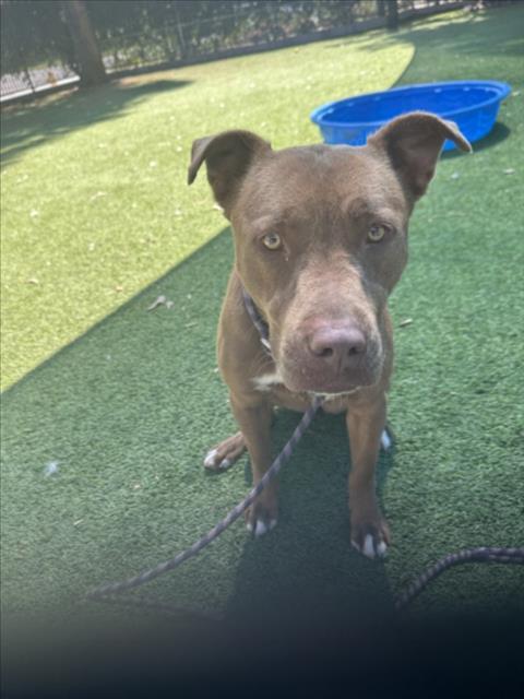 Enlarge CANELA, a Adoptable Staffordshire Bull Terrier in Van Nuys, CA image 1/1