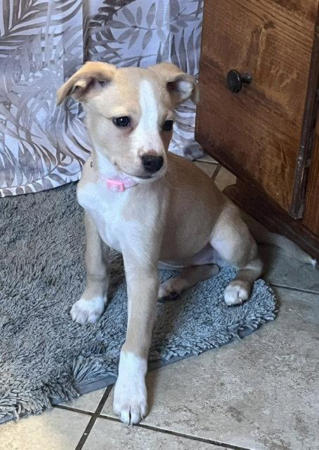**SCARLETT**, Adoptable, Puppy Female Fox Terrier.