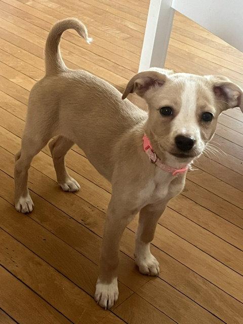 Enlarge **SCARLETT**, a Adoptable Fox Terrier in North Prairie, WI image 2/2