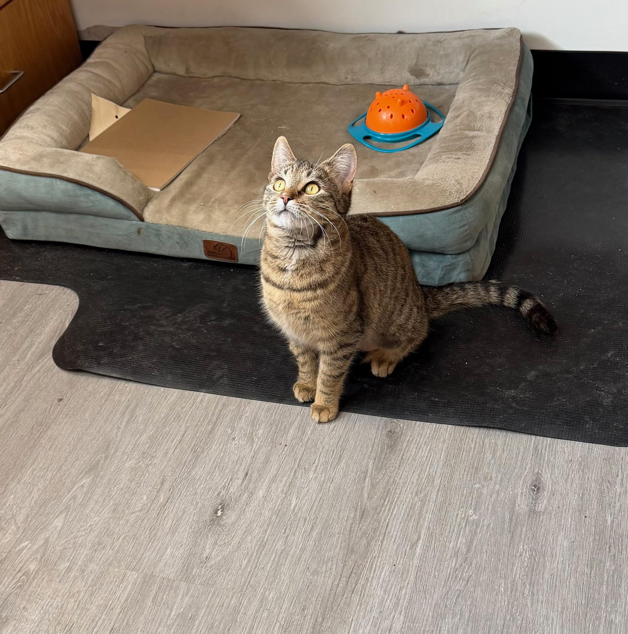 Enlarge Sasha , a ADOPTABLE Domestic Short Hair in Canton, MA image 3/3