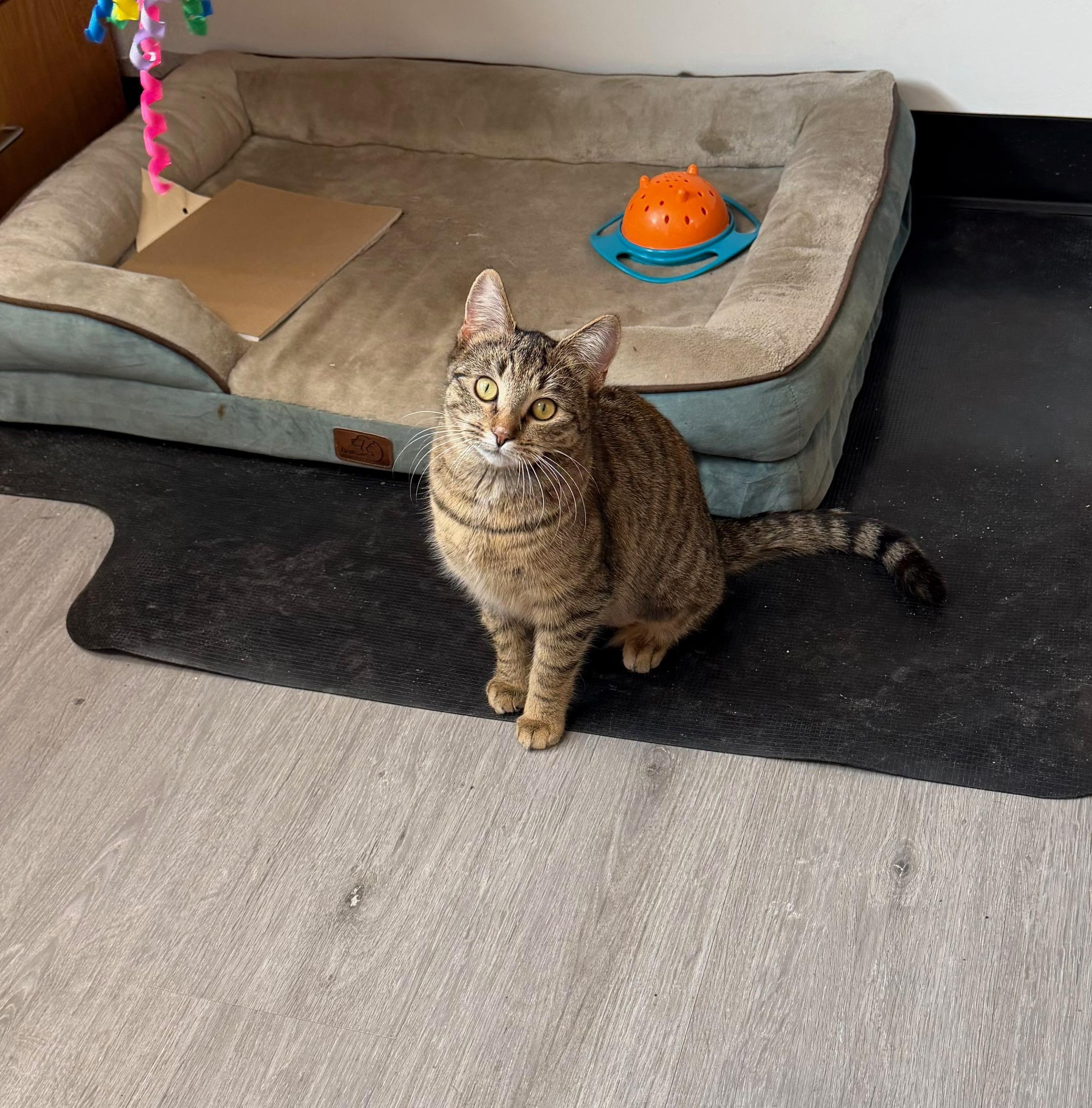 Sasha , ADOPTABLE, Young Female Domestic Short Hair.