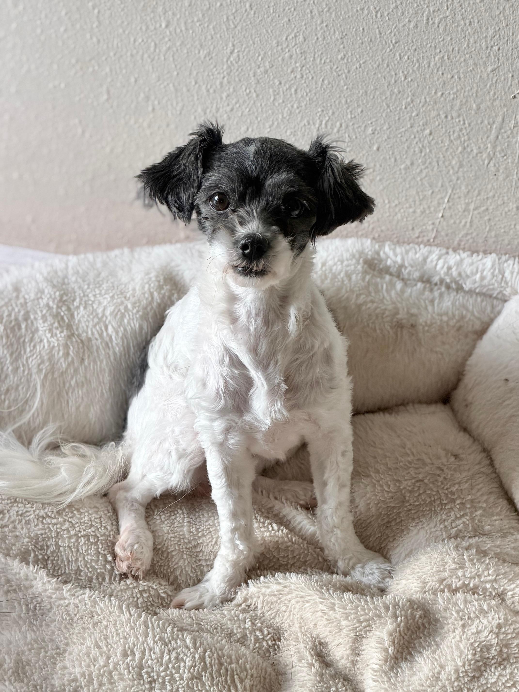 Enlarge Juliette, an adoptable mixed breed in Orlando, FL image 3/3