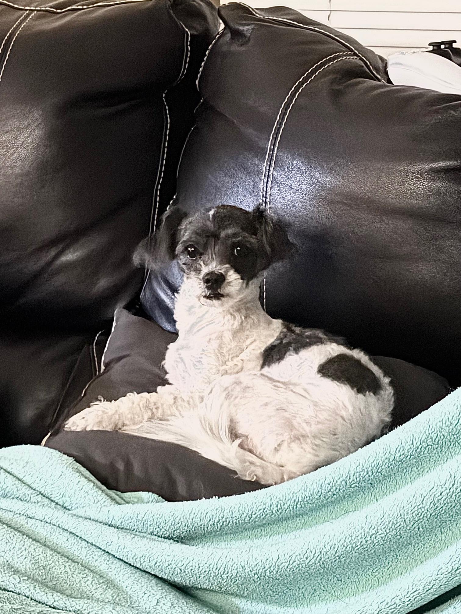 Enlarge Juliette, an adoptable mixed breed in Orlando, FL image 1/3