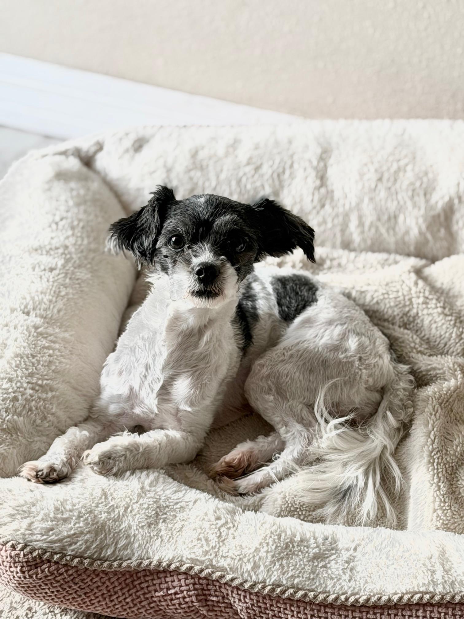 Enlarge Juliette, an adoptable mixed breed in Orlando, FL image 2/3