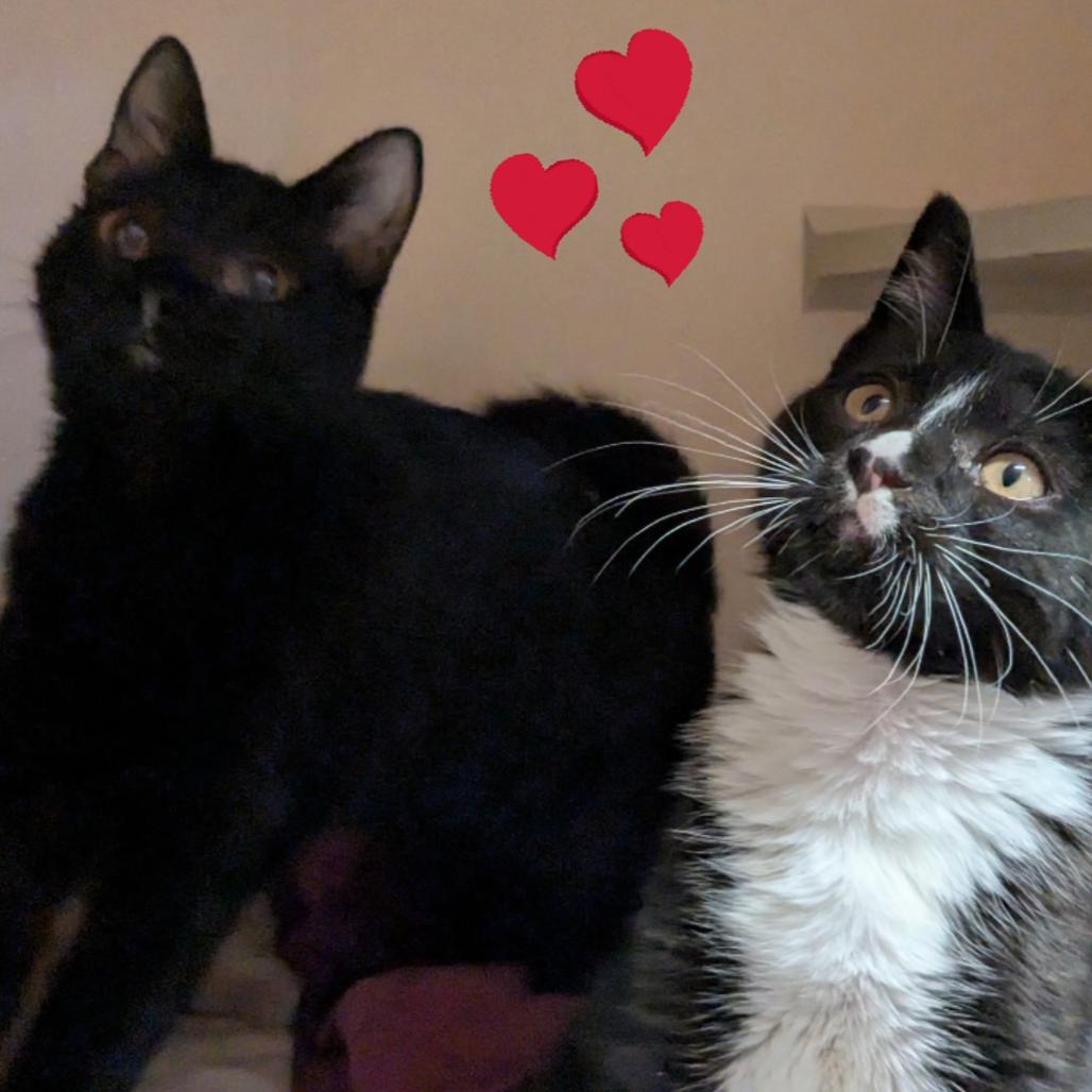 Ozzy, Adoptable, Kitten Male Domestic Short Hair.