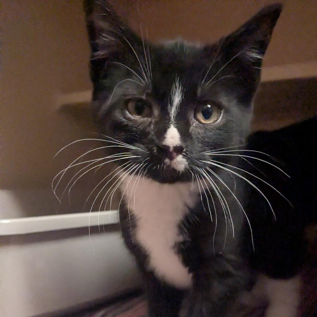 Enlarge Ozzy, a Adoptable Domestic Short Hair in Providence, RI image 2/6