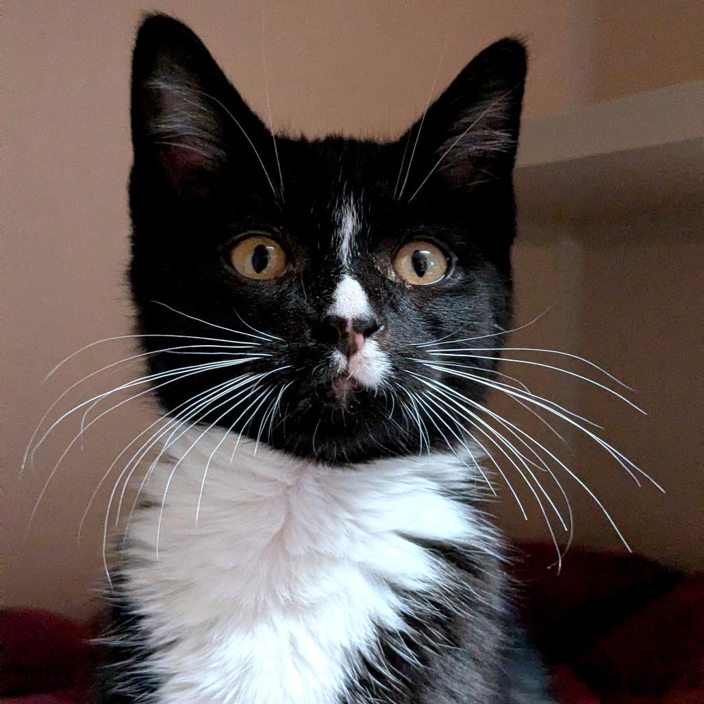 Enlarge Ozzy, a Adoptable Domestic Short Hair in Providence, RI image 3/6