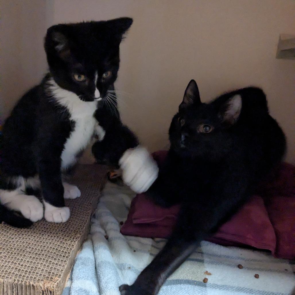 Enlarge Ozzy, a Adoptable Domestic Short Hair in Providence, RI image 4/6