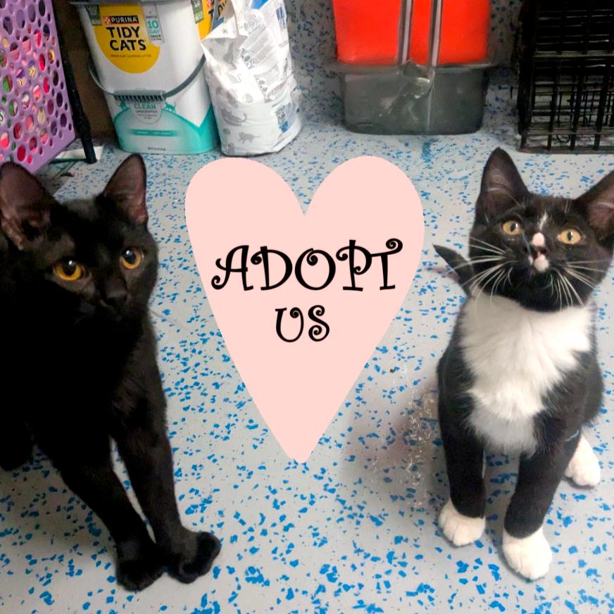 Enlarge Ozzy, a Adoptable Domestic Short Hair in Providence, RI image 5/6