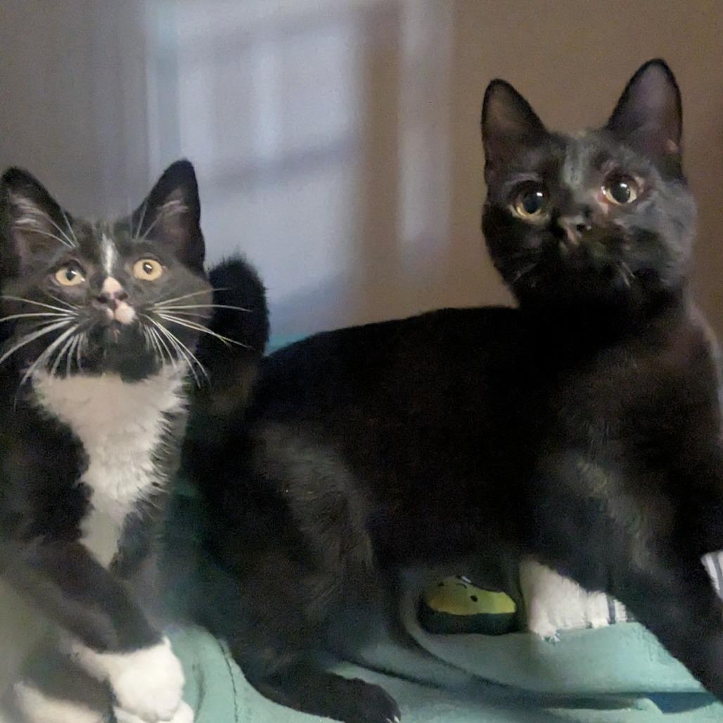 Enlarge Ozzy, a Adoptable Domestic Short Hair in Providence, RI image 6/6