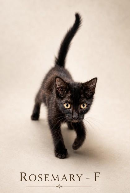Enlarge Rosemary, a Adoptable mixed breed in Guntersville, AL image 1/1