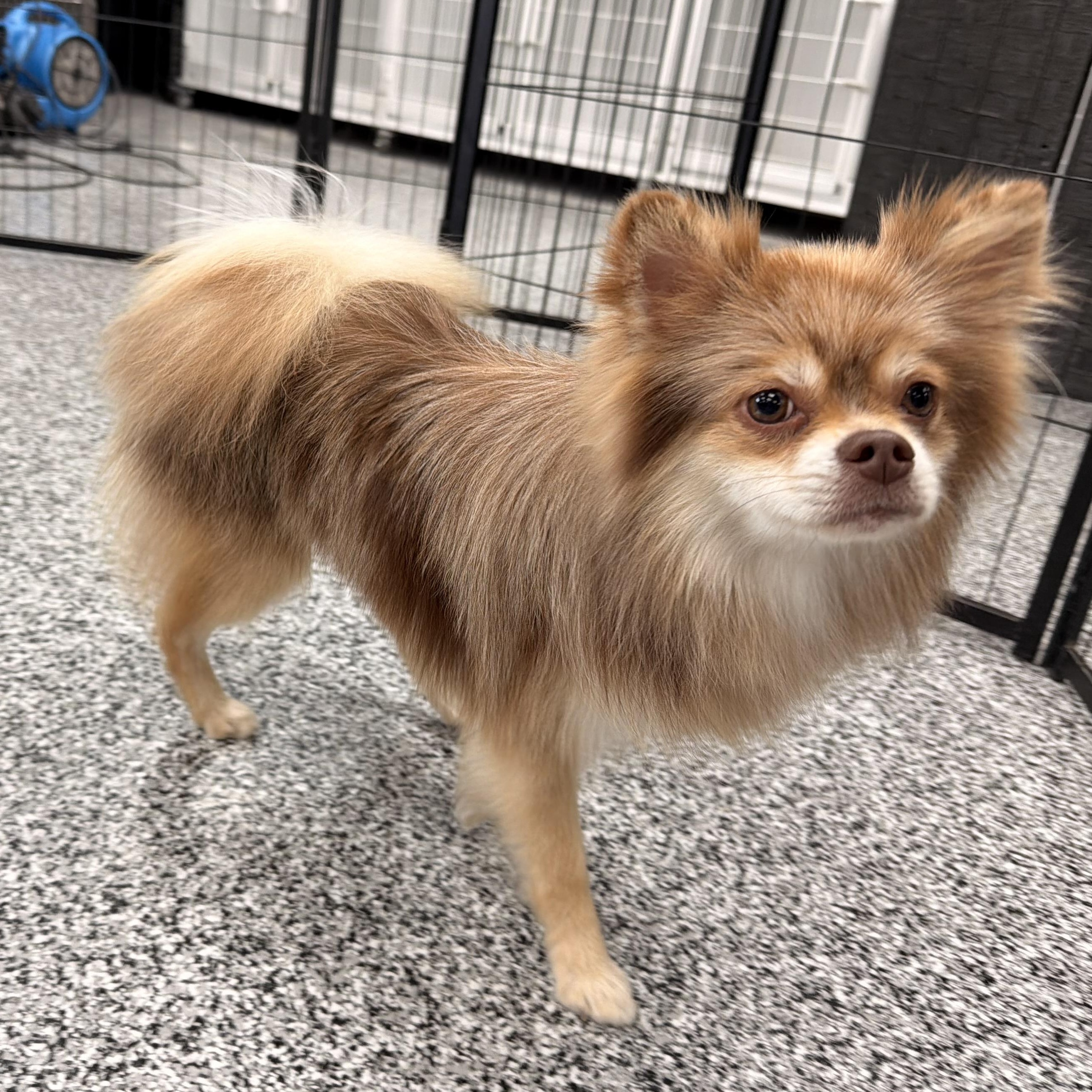 Enlarge Woodstock (woody), a Adoptable Pomeranian in ontario, CA image 3/6