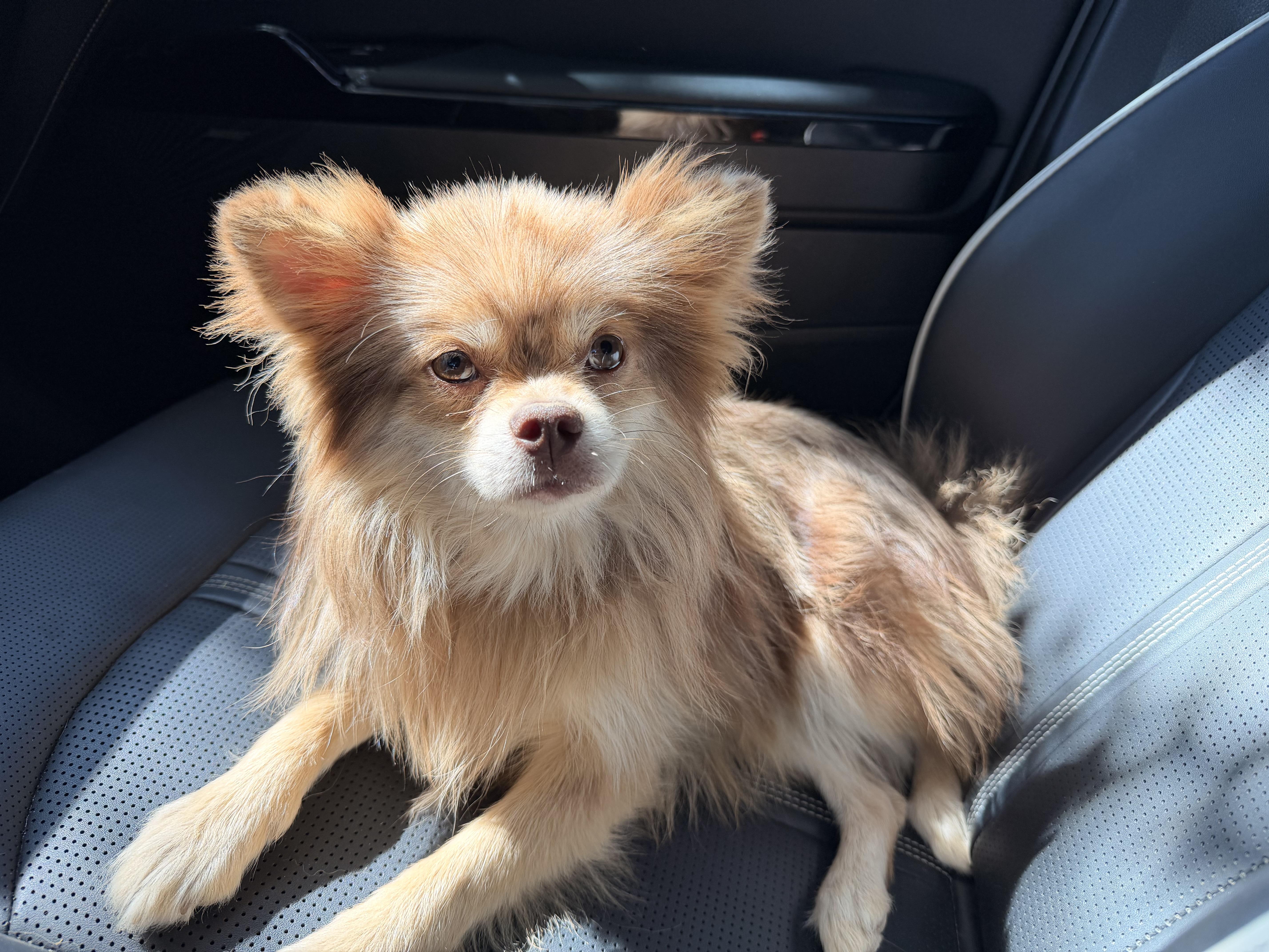 Enlarge Woodstock (woody), a Adoptable Pomeranian in ontario, CA image 5/6