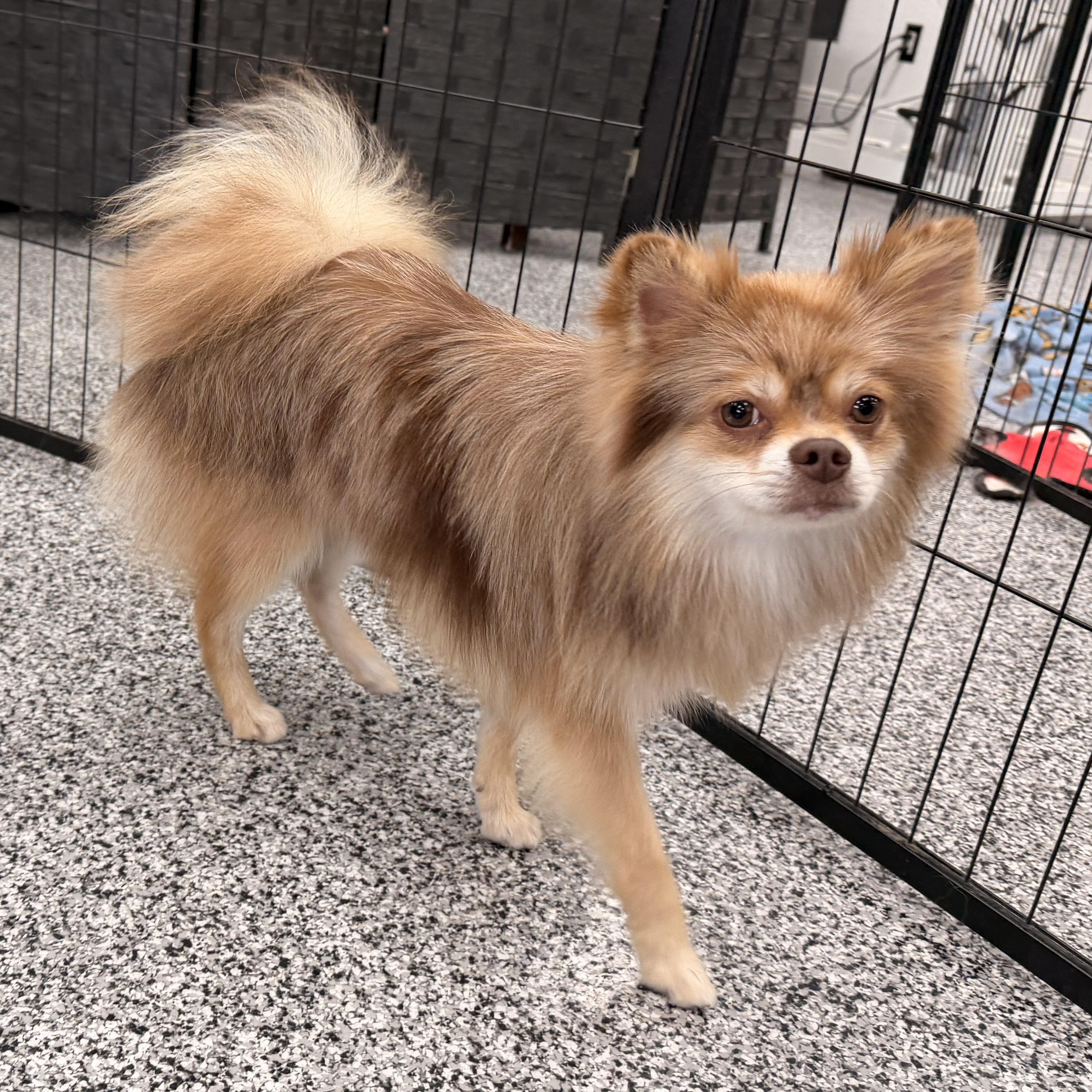 Woodstock (woody), Adoptable, Young Male Pomeranian.