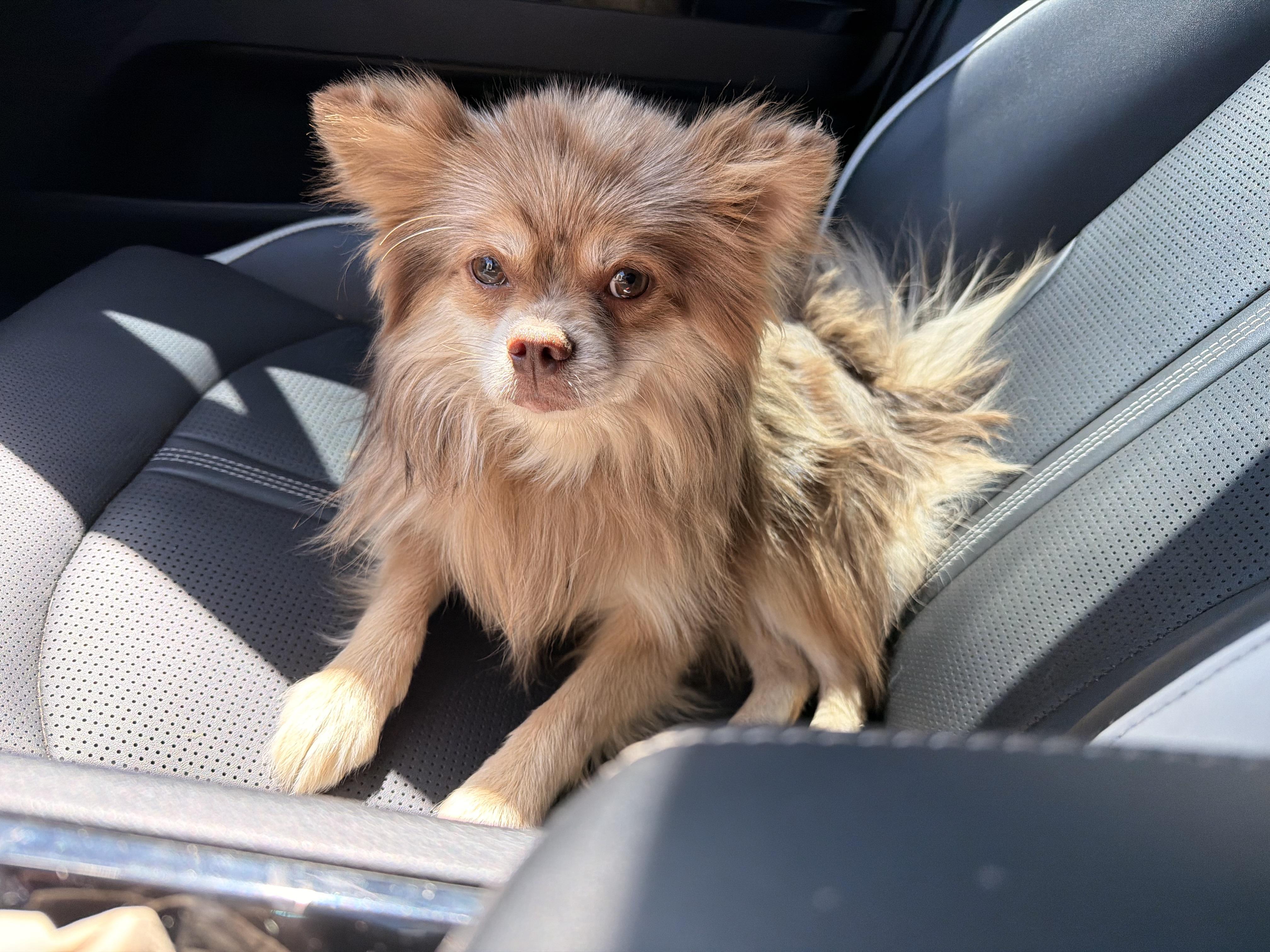 Enlarge Woodstock (woody), a Adoptable Pomeranian in ontario, CA image 4/6