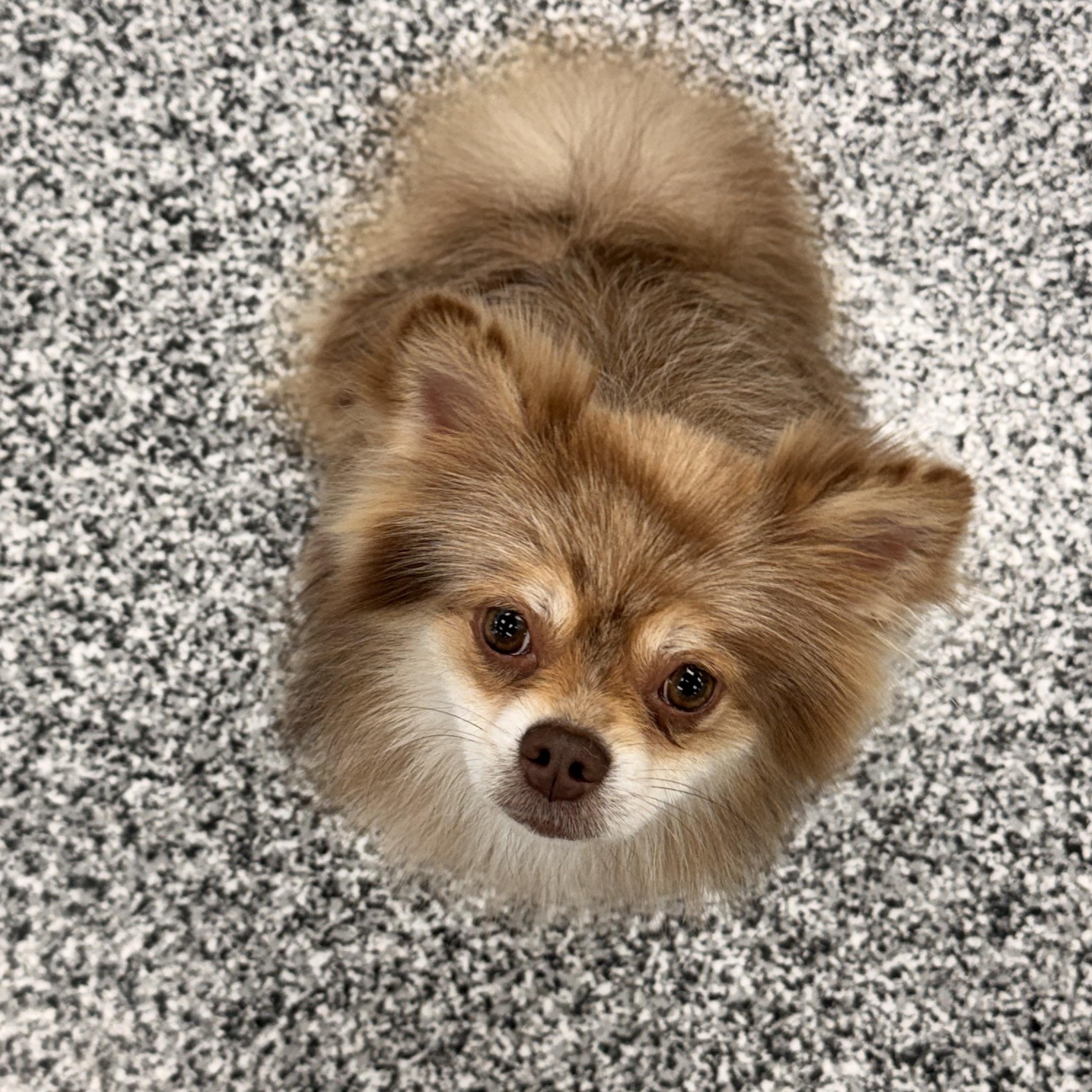 Enlarge Woodstock (woody), a Adoptable Pomeranian in ontario, CA image 2/6