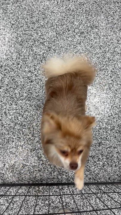 Enlarge Woodstock (woody), a Adoptable Pomeranian in ontario, CA video 6/6