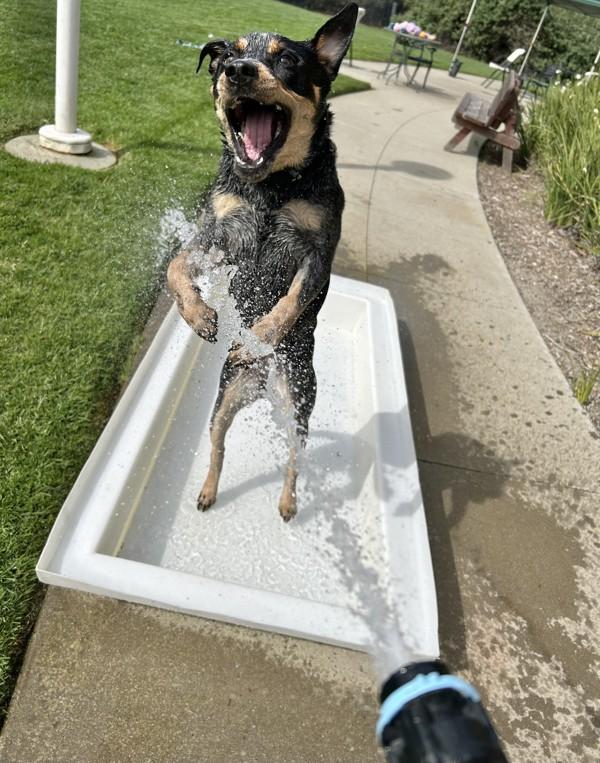 Ixora, Adoptable, Adult Female Australian Cattle Dog / Blue Heeler.