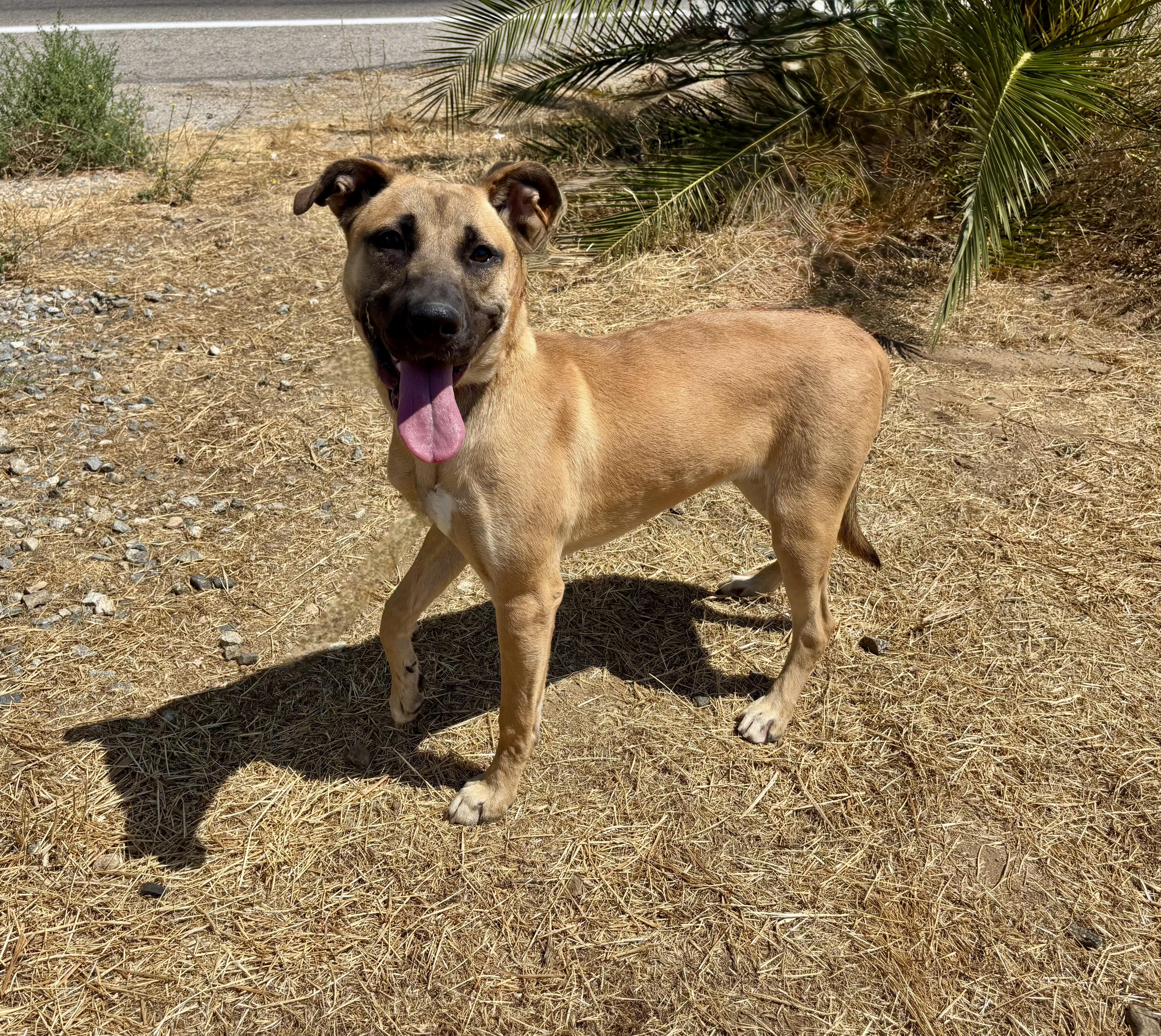 PEACHES, a Adoptable German Shepherd Dog in St Helena , SC image 3/4