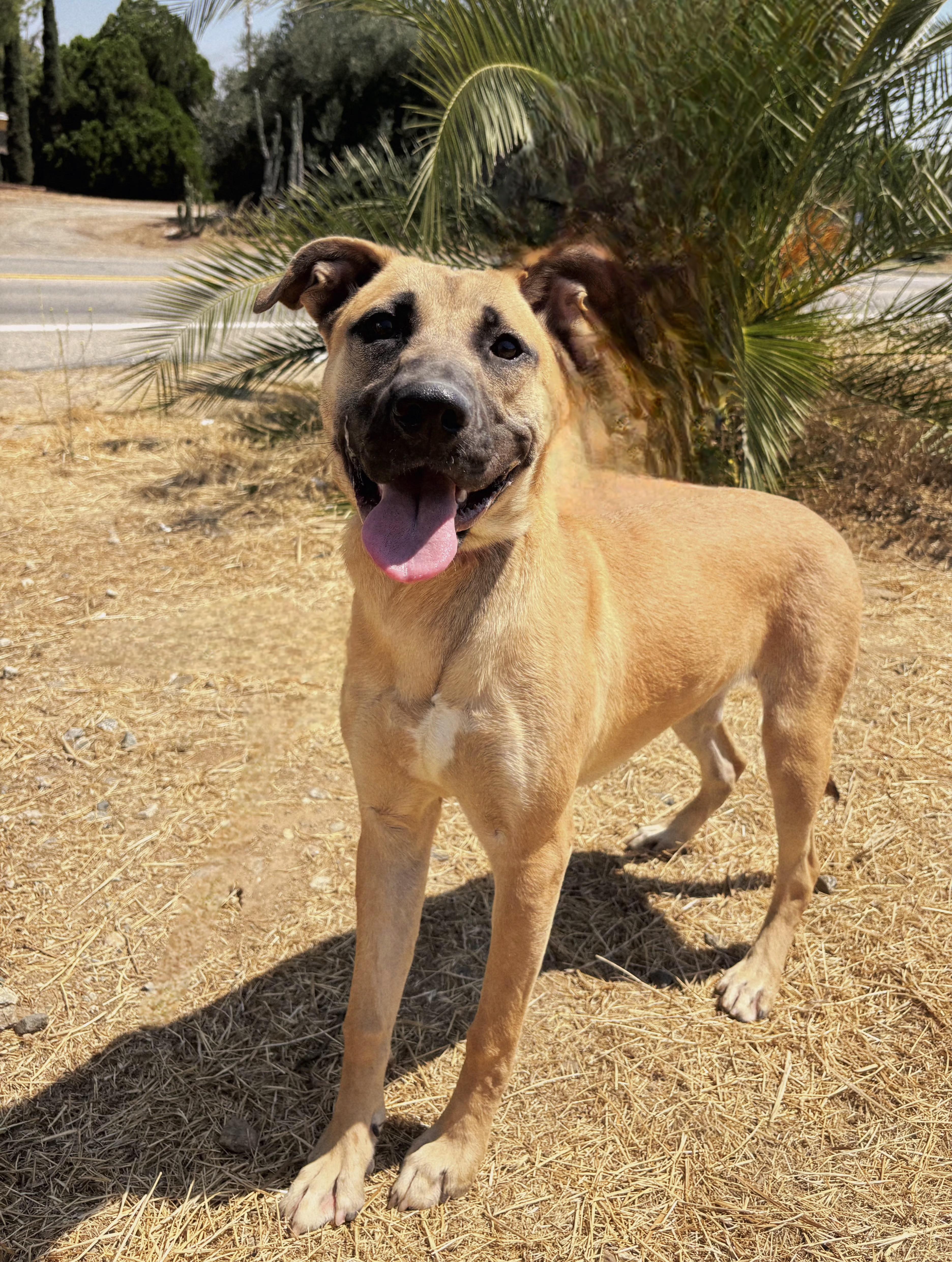 PEACHES, a Adoptable German Shepherd Dog in St Helena , SC image 1/4