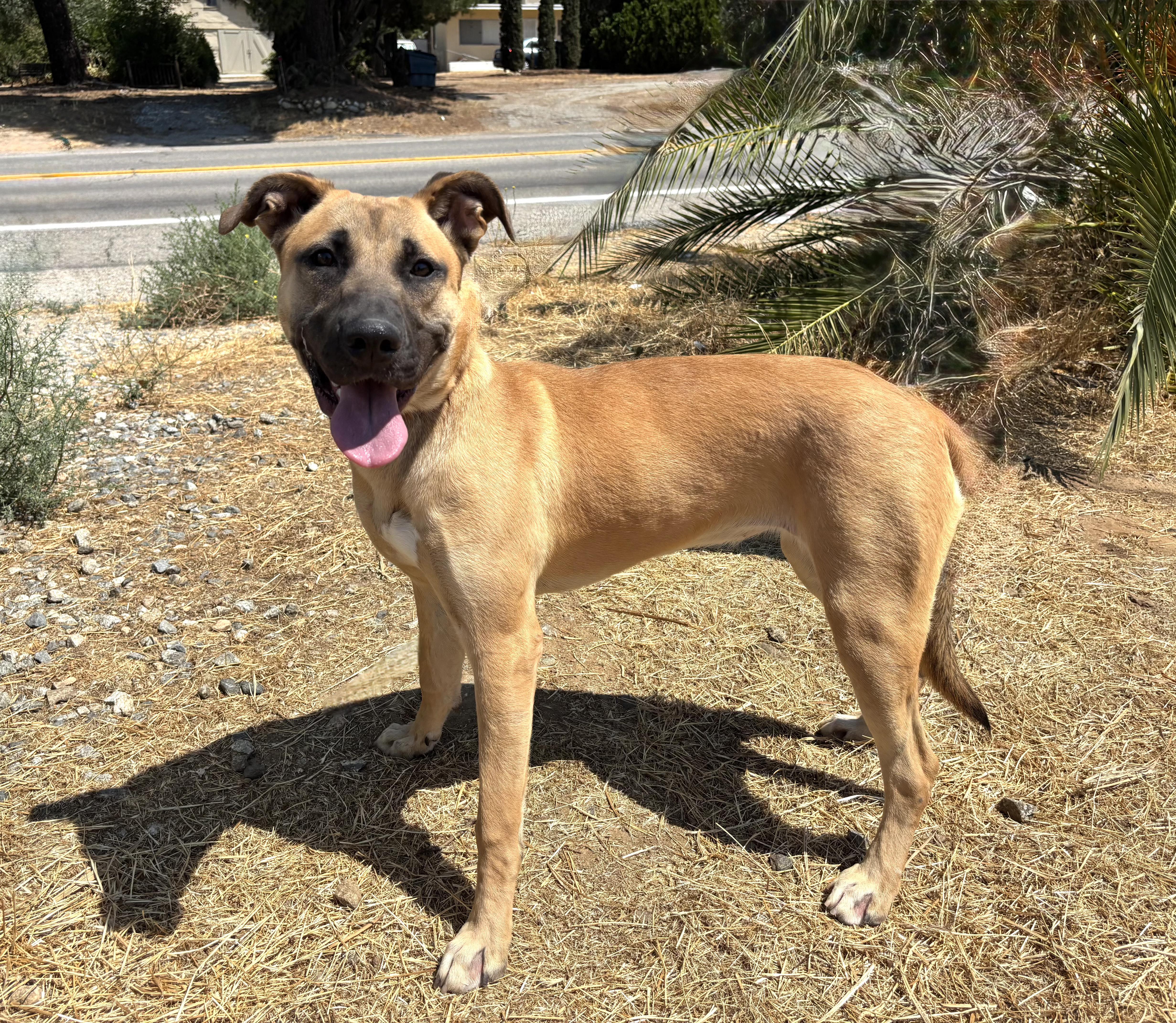 PEACHES, a Adoptable German Shepherd Dog in St Helena , SC image 2/4