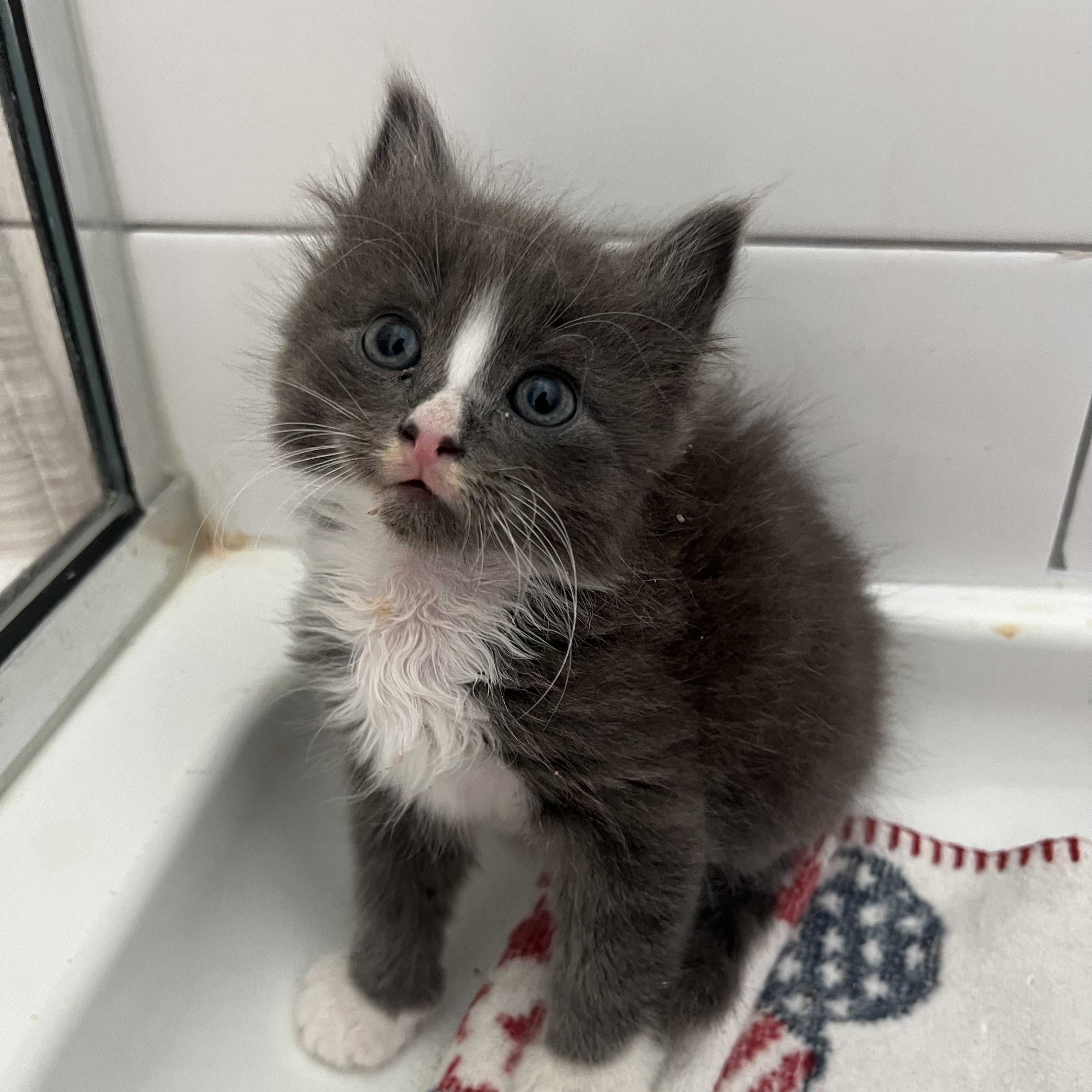 Nakoa, Adopted, Young Male Domestic Long Hair.