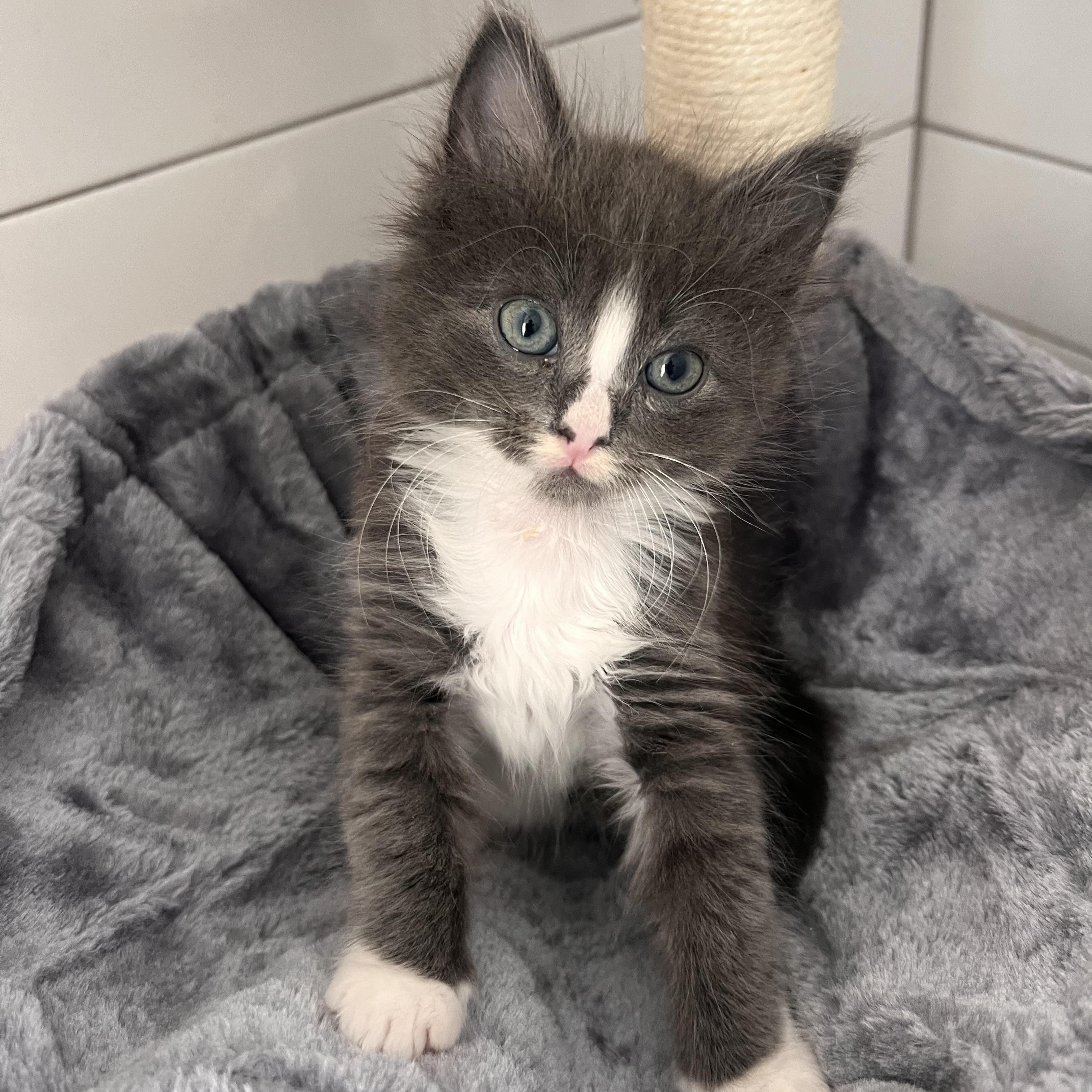 Nakoa, a Adopted Domestic Long Hair in jacksonville, FL image 2/3