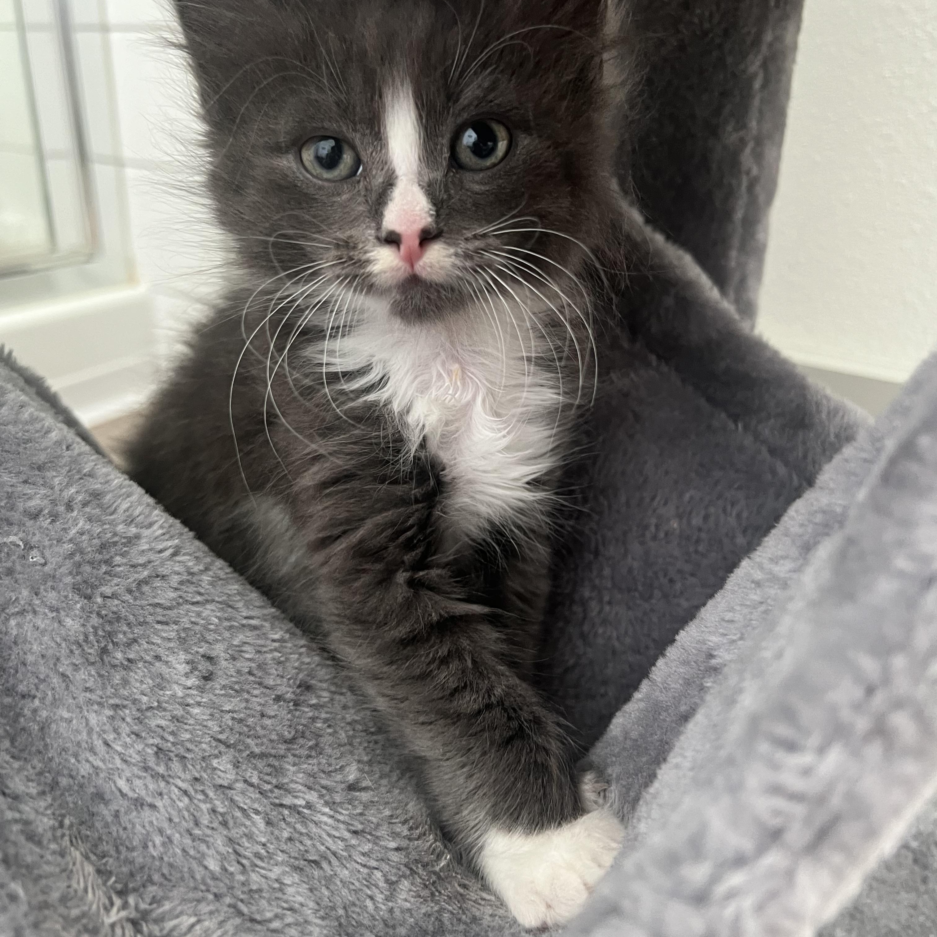 Nakoa, a Adopted Domestic Long Hair in jacksonville, FL image 3/3