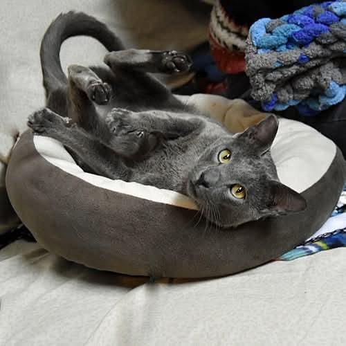Smokey, Young Male American Shorthair