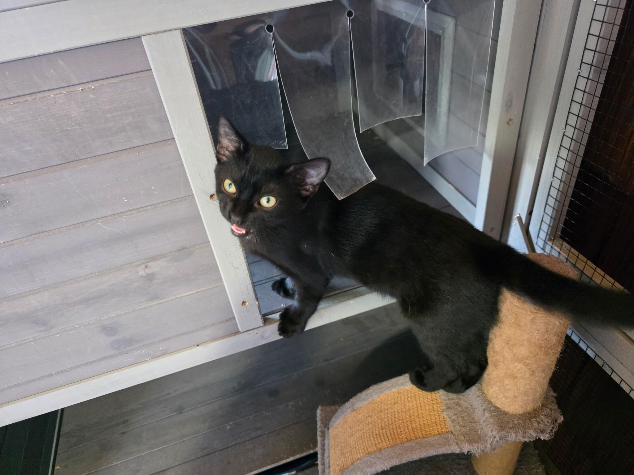 Onyx, a ADOPTABLE Domestic Short Hair in Blairsville, GA image 3/3