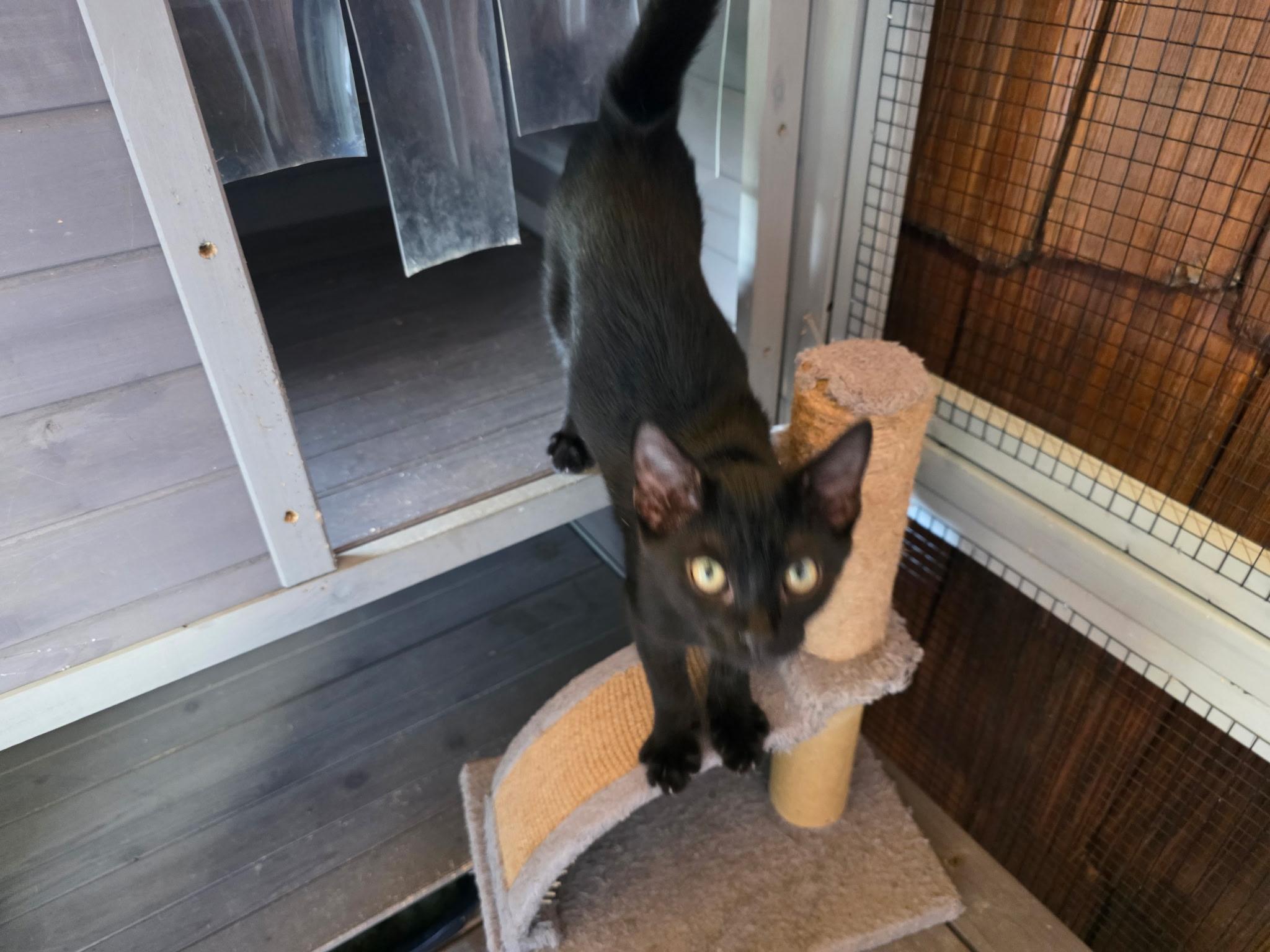 Onyx, a ADOPTABLE Domestic Short Hair in Blairsville, GA image 2/3