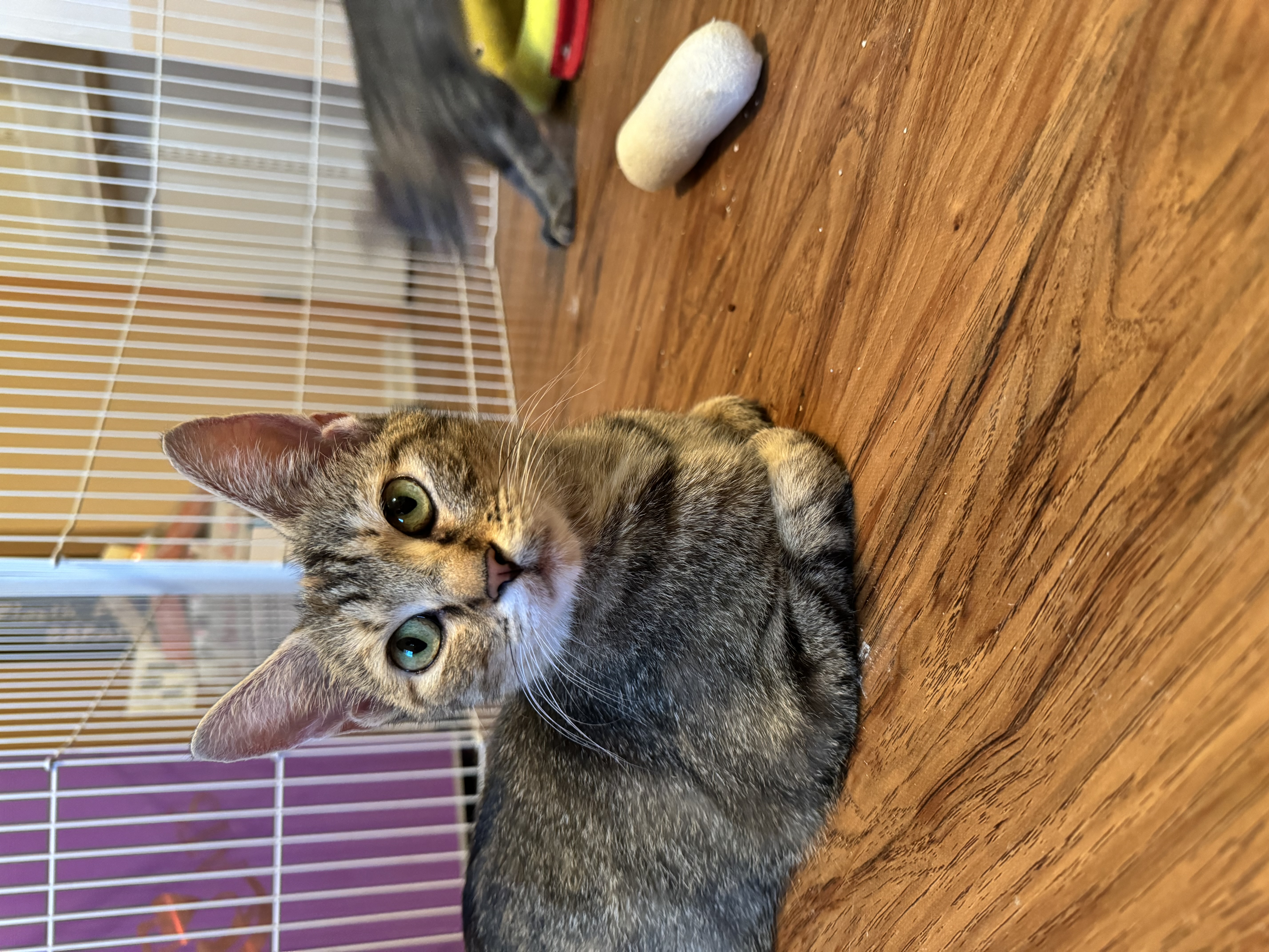 Enlarge Kulia, a Adoptable Domestic Short Hair in Downers Grove, IL image 3/3