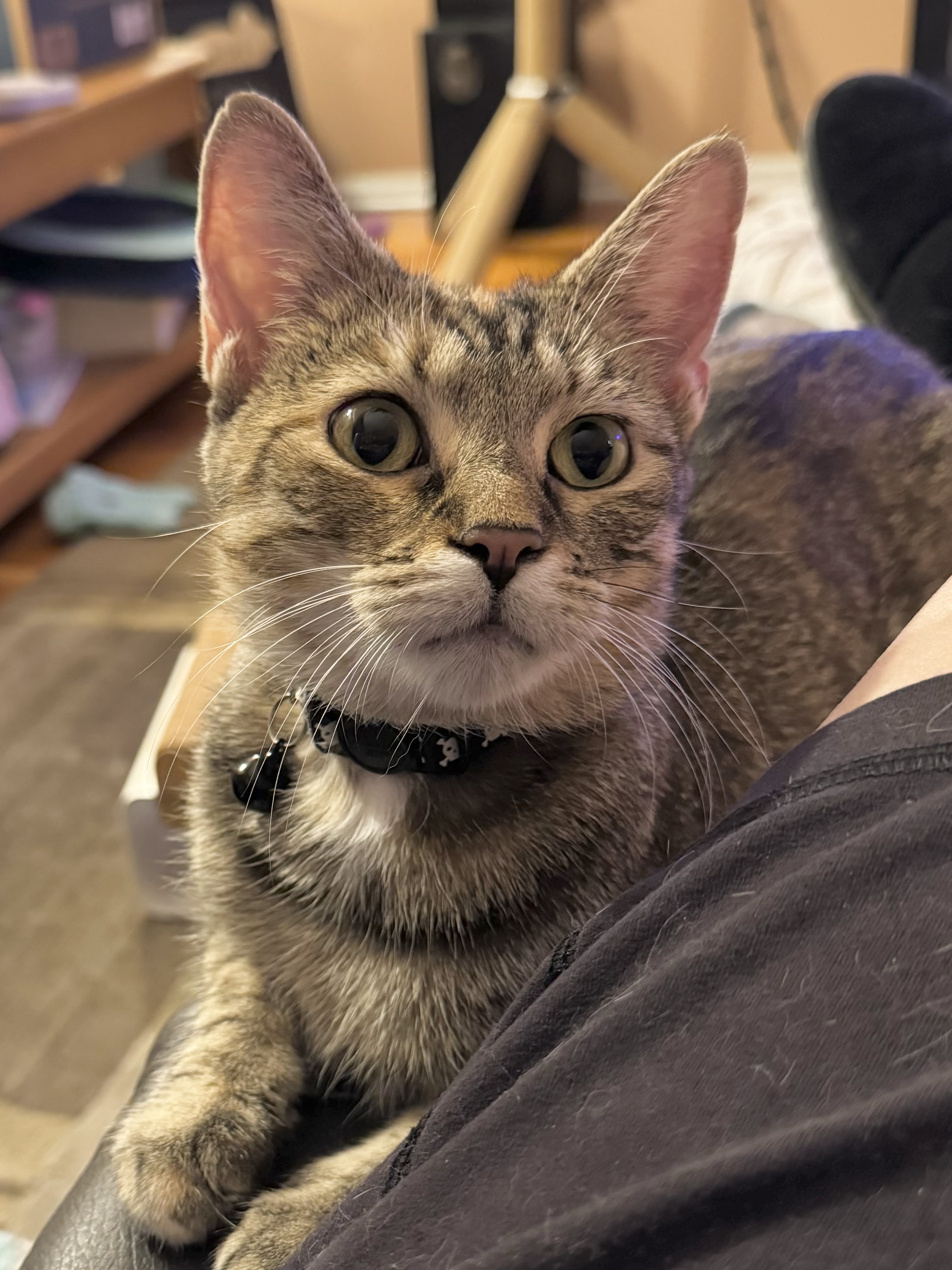 Enlarge Kulia, a Adoptable Domestic Short Hair in Downers Grove, IL image 1/3