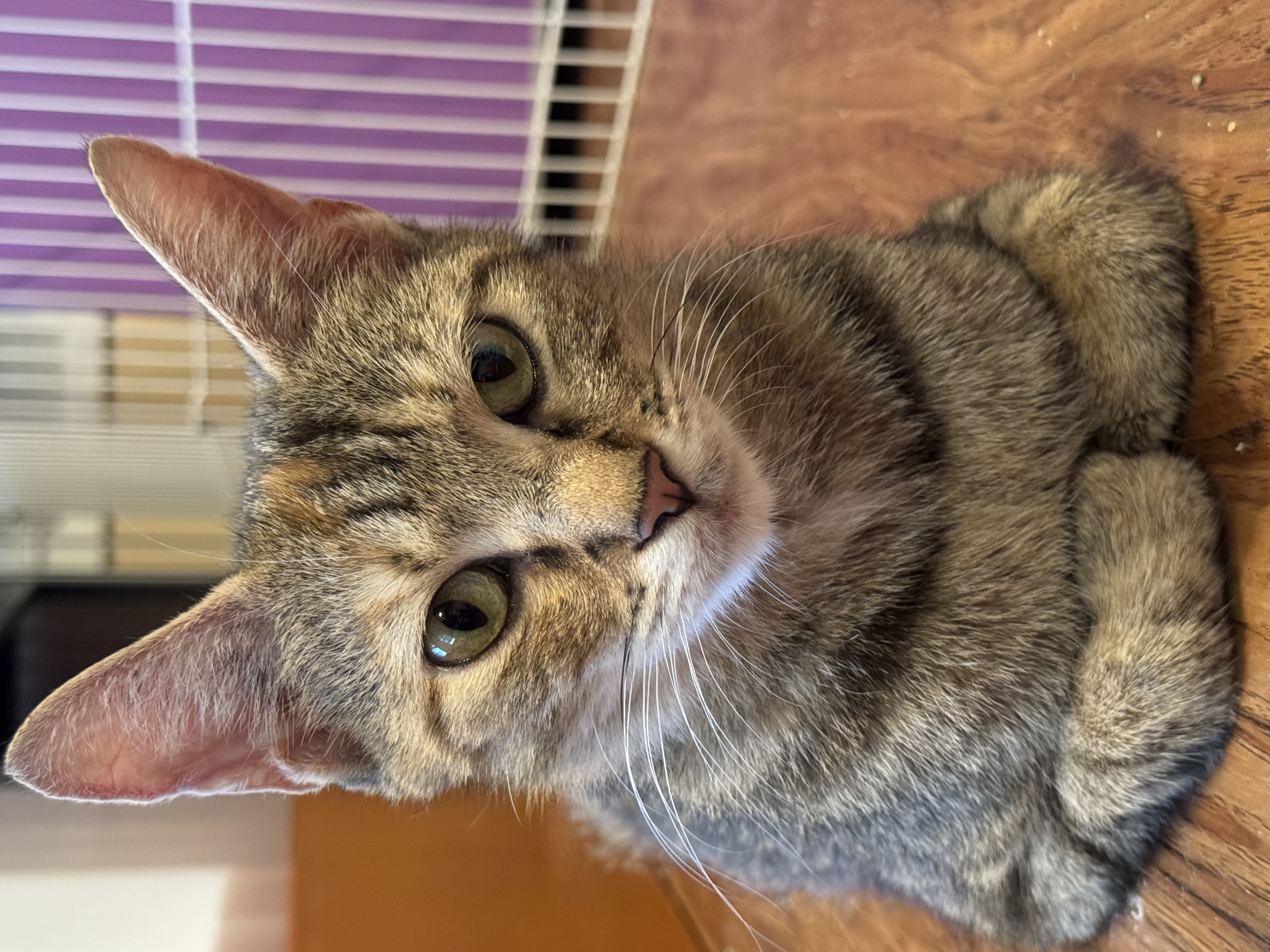 Enlarge Kulia, a Adoptable Domestic Short Hair in Downers Grove, IL image 2/3