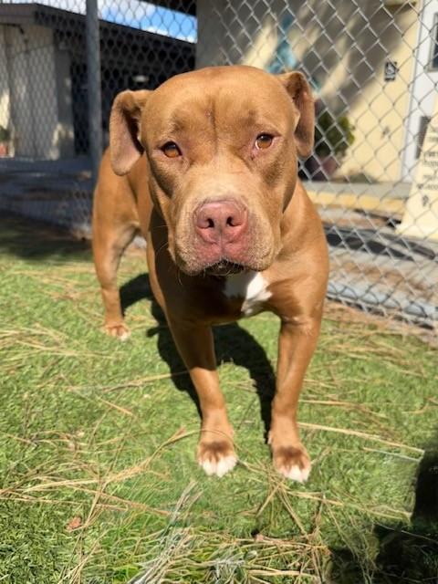 Enlarge PEBBLES, a Adoptable Pit Bull Terrier in Downey, CA image 1/1