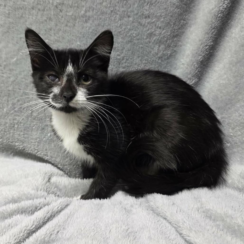 Ozone, Adoptable, Kitten Female Domestic Short Hair.