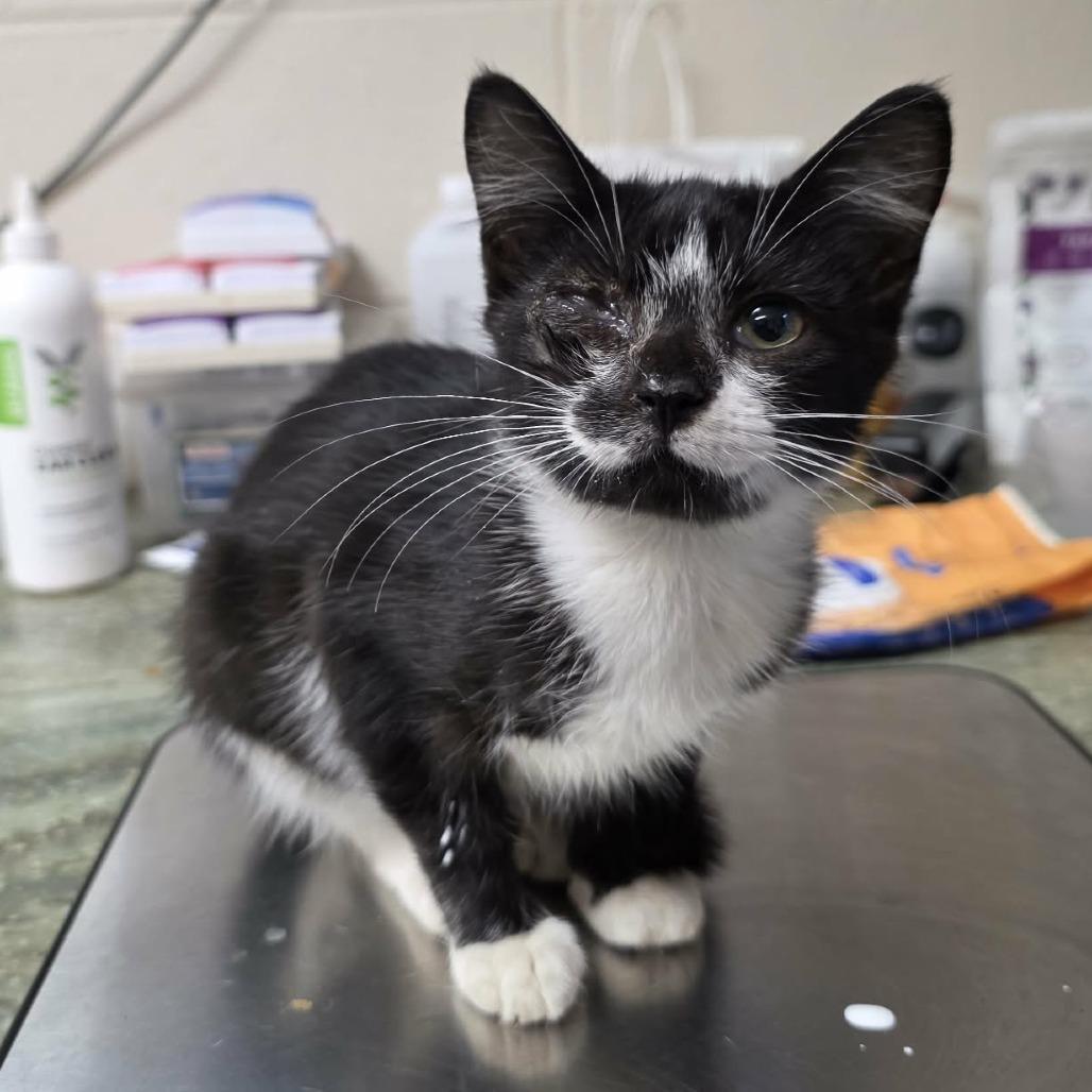 Enlarge Ozone, a Adoptable Domestic Short Hair in Pine Mountain, GA image 2/2